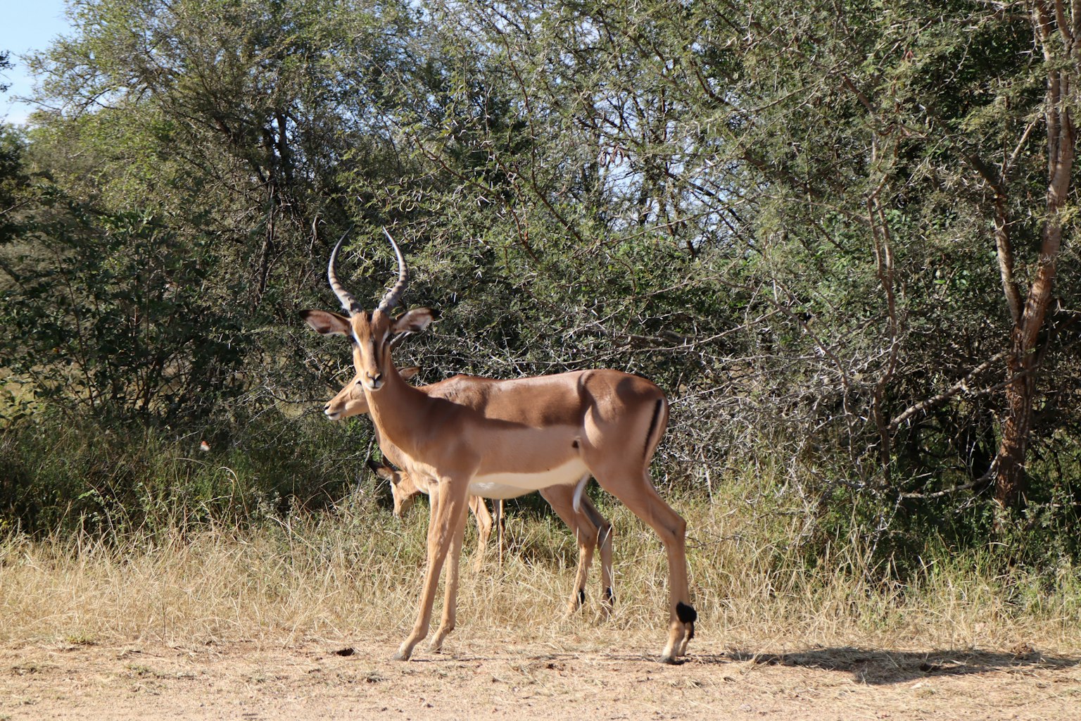 Un impala macho de pie en la pradera