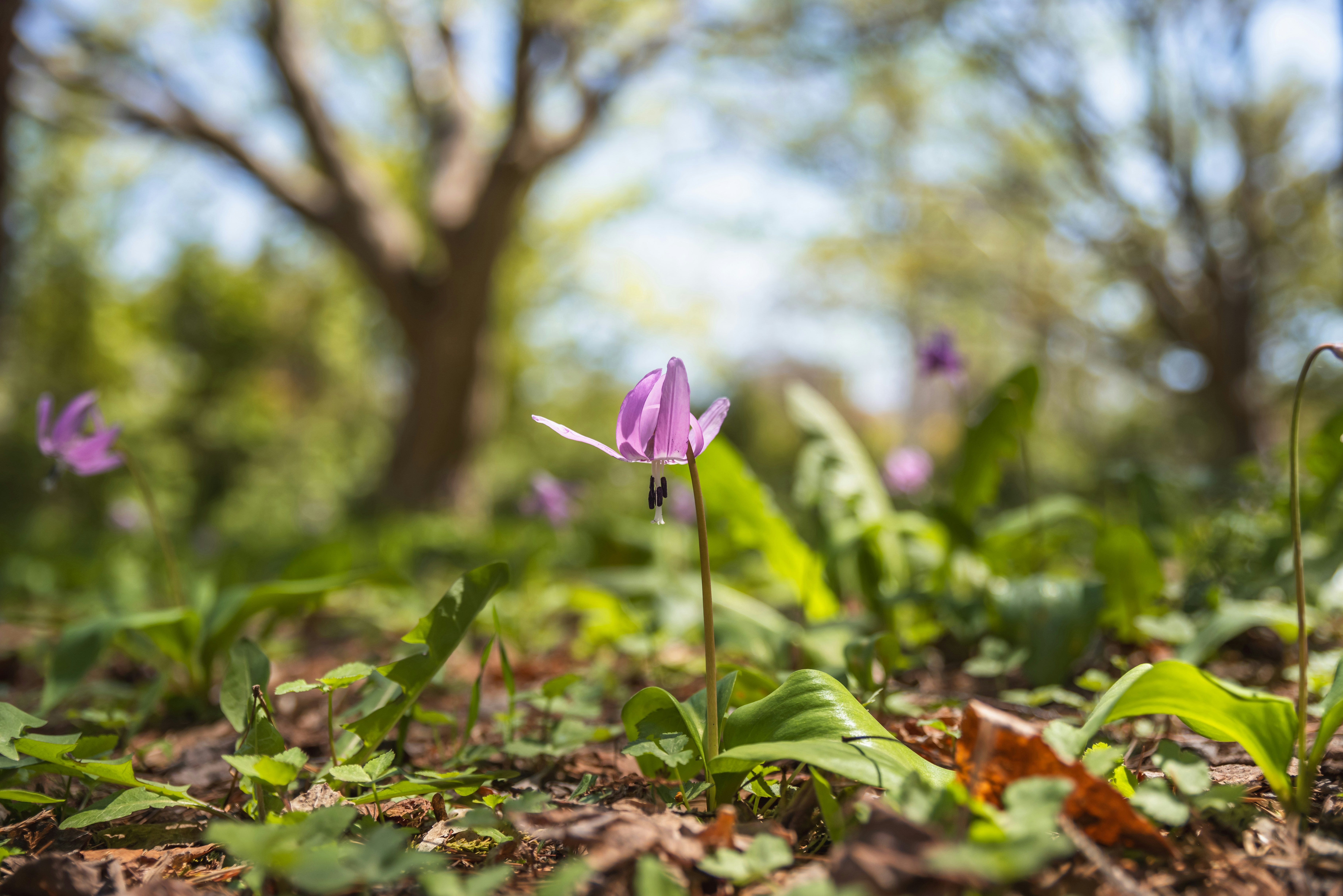 札幌市・中島公園の地面に咲くカタクリの花