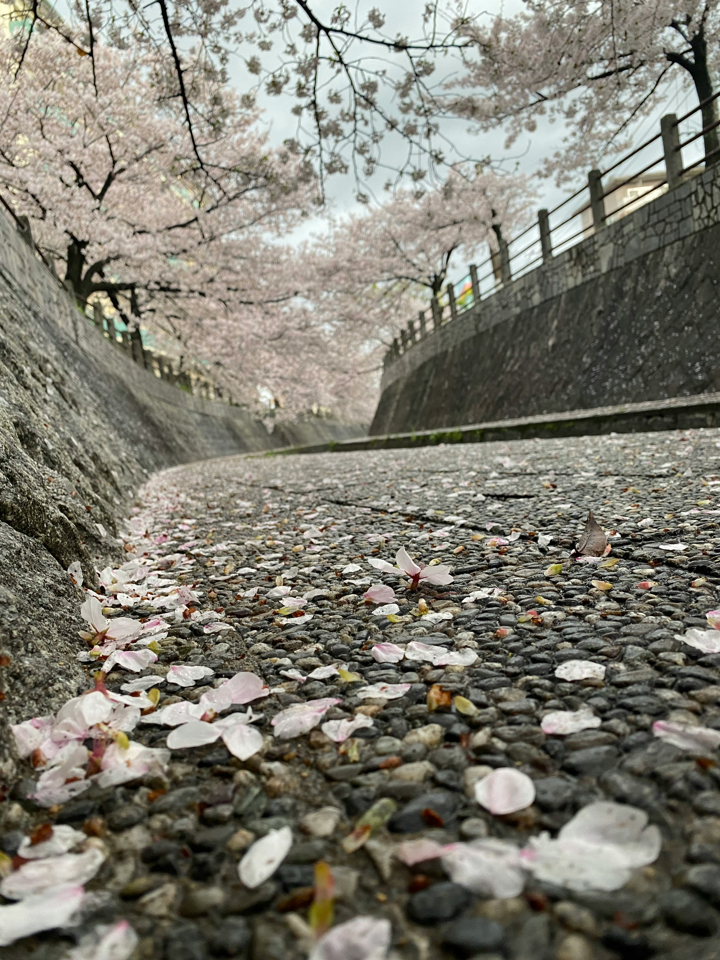 石畳の上に散る桜の花びらと並木の小道
