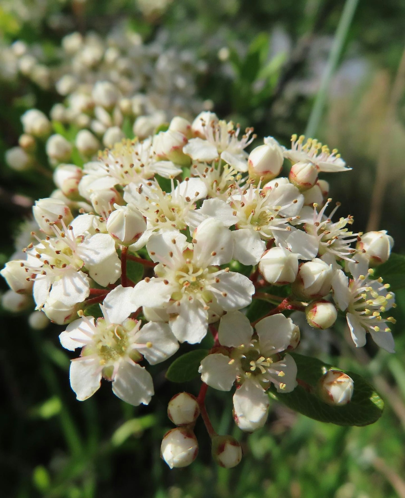 Primo piano di una pianta fiorita con fiori bianchi