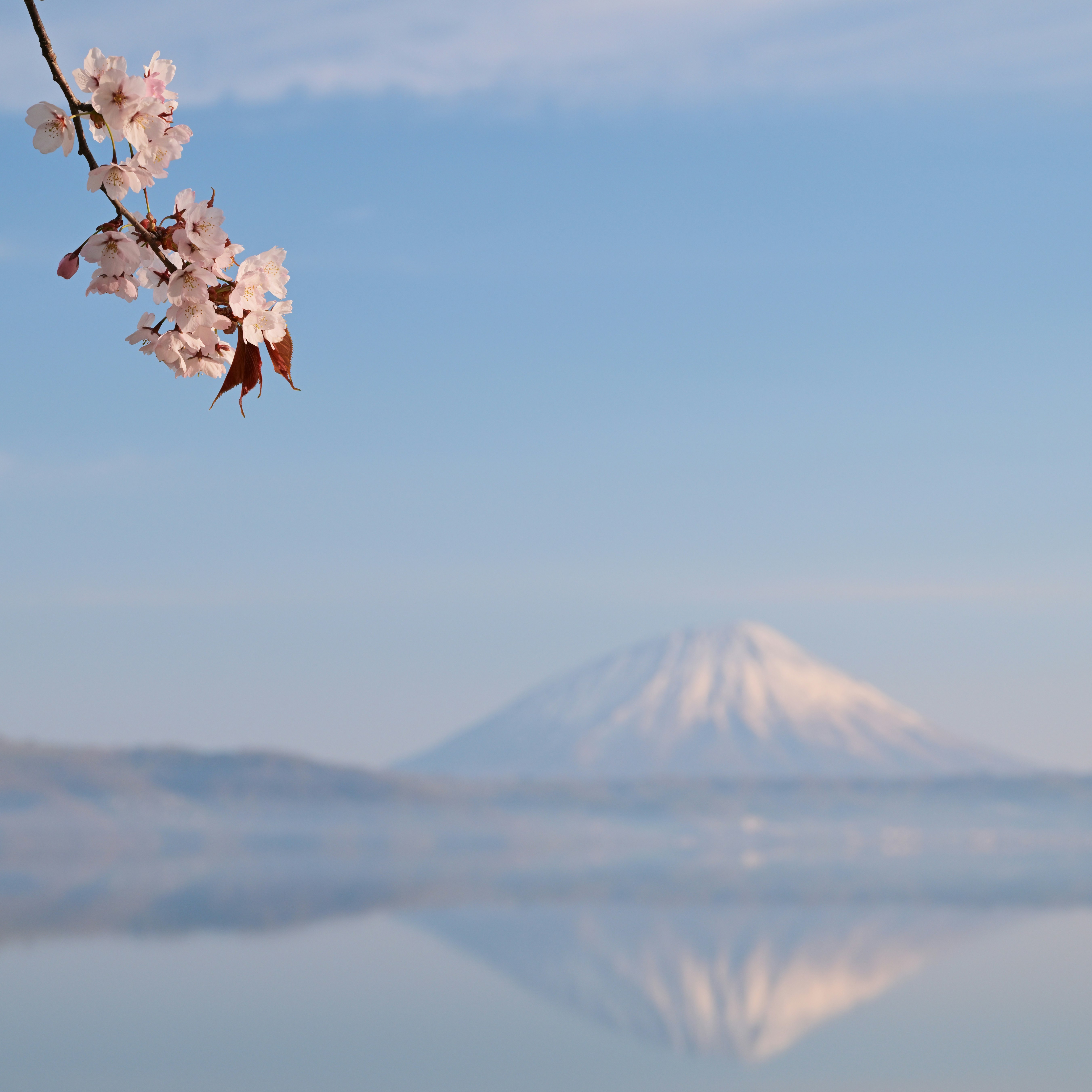 洞爺湖と羊蹄山を背景に咲く桜の花