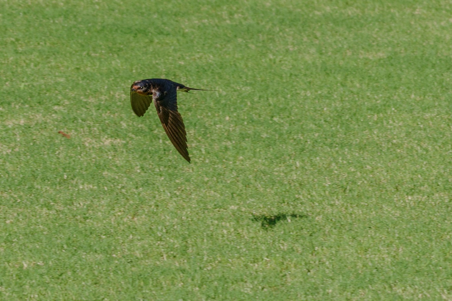 Un oiseau noir volant au-dessus de l'herbe verte