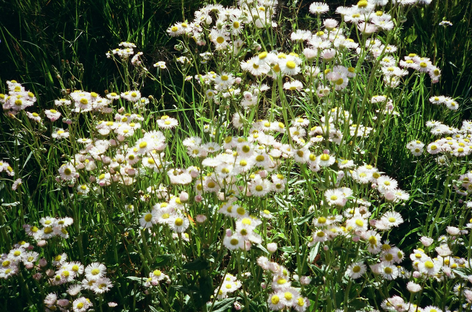 Feld mit blühenden weißen Blumen mit gelben Zentren