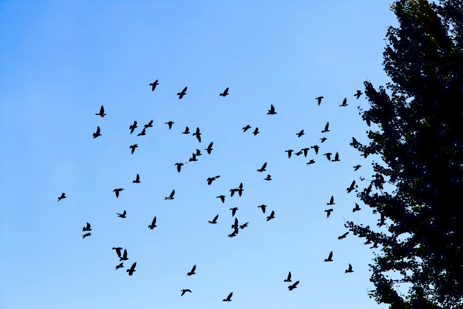 Un groupe d'oiseaux volant contre un ciel bleu clair avec la silhouette d'un arbre
