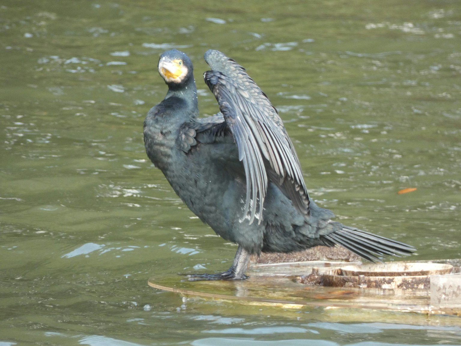 Sebuah patung burung kormoran dengan sayap terbentang di atas kayu apung di air