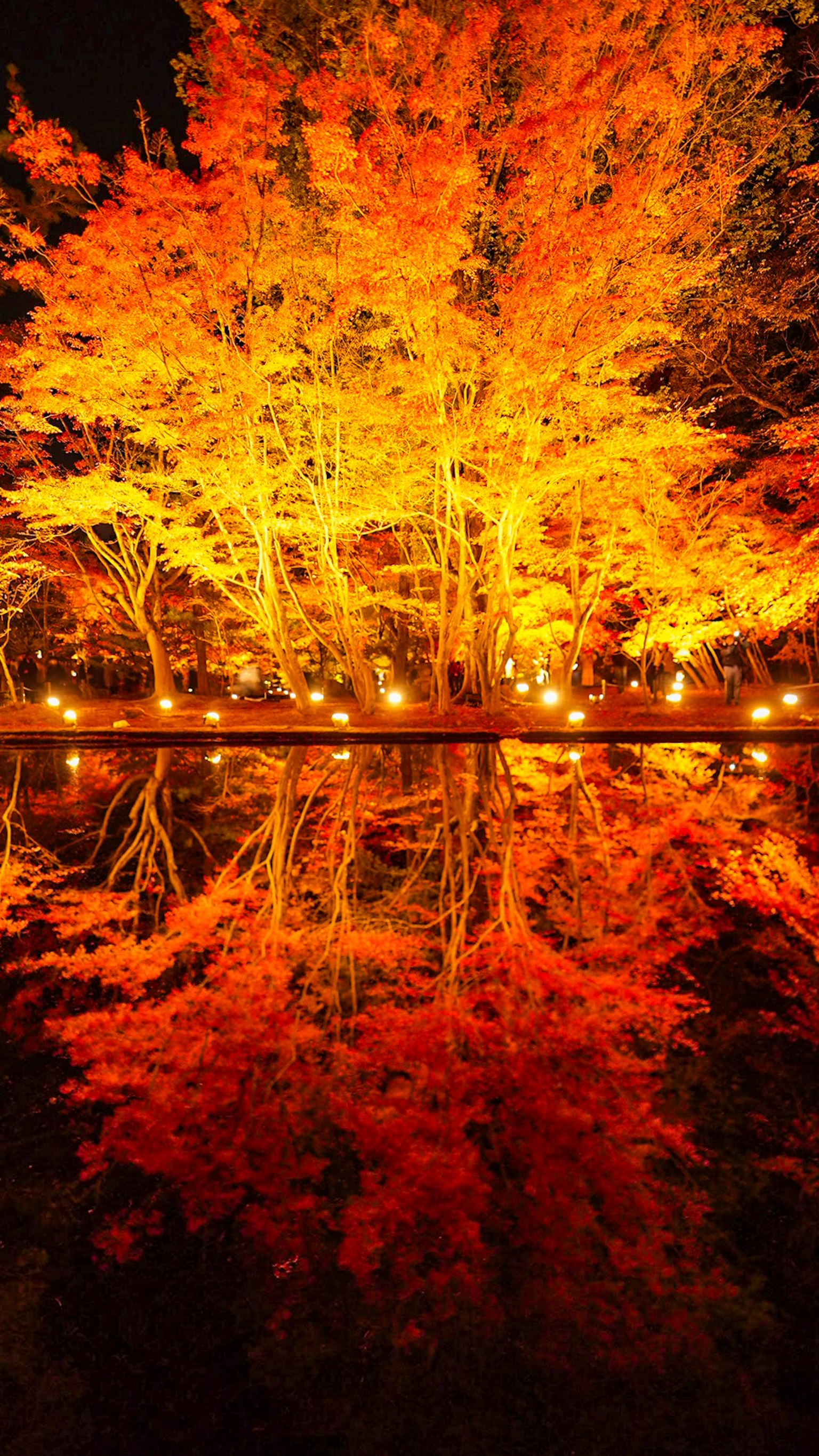 Un árbol de otoño naranja vibrante reflejado en una superficie de agua oscura