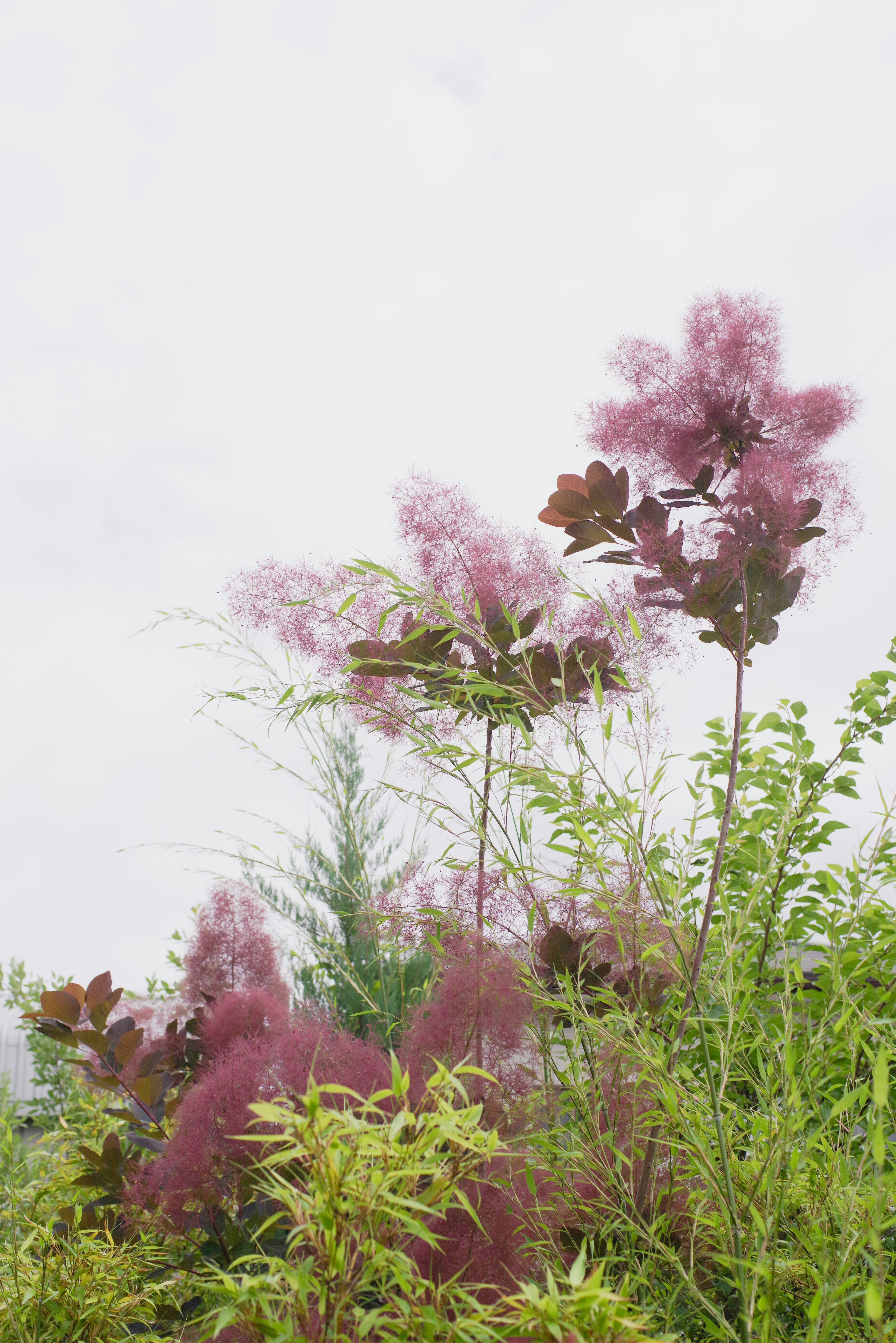 草木の花と若葉が風に揺れる野の風景