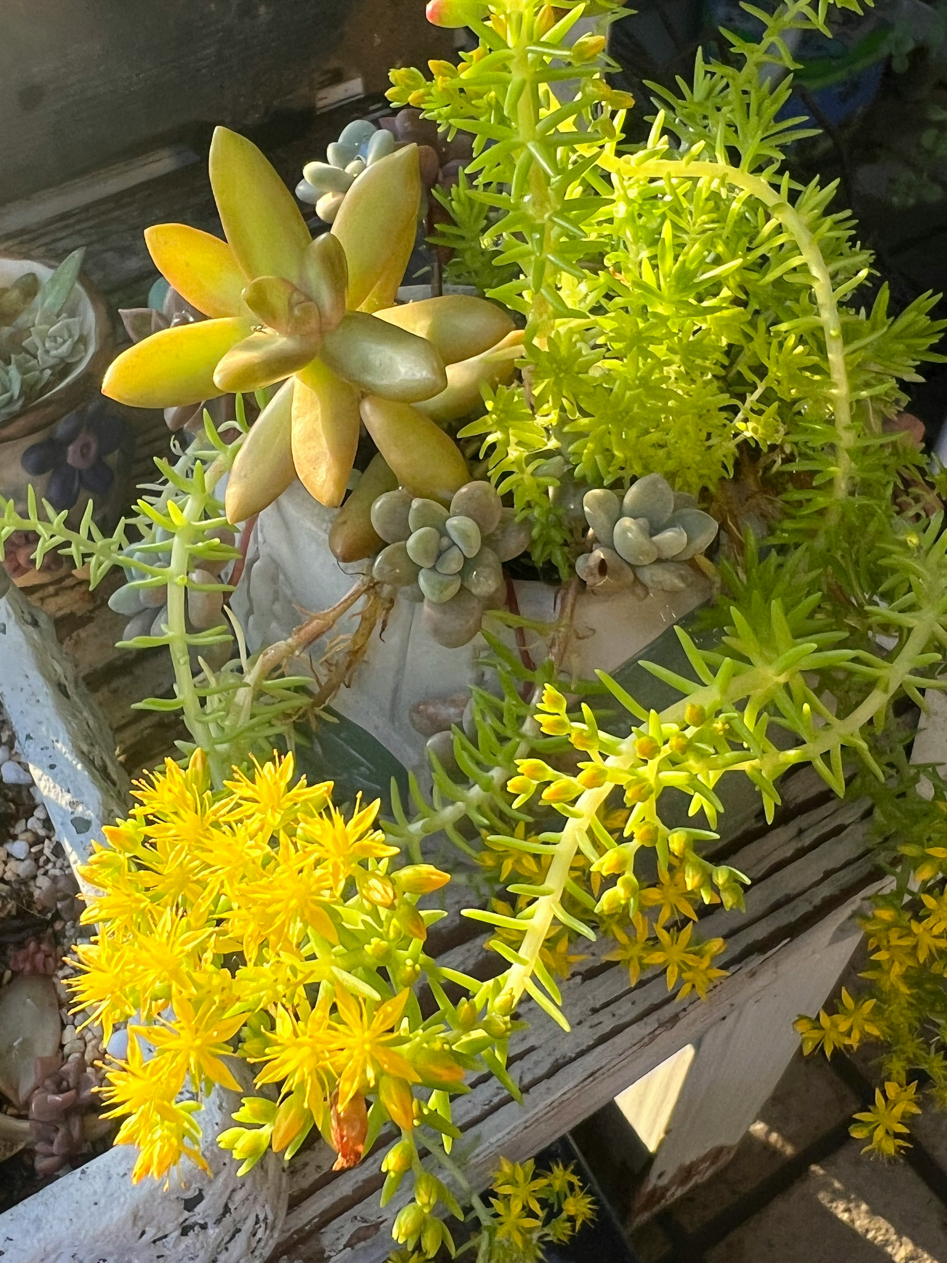 多肉植物の寄せ植え鉢に咲く花