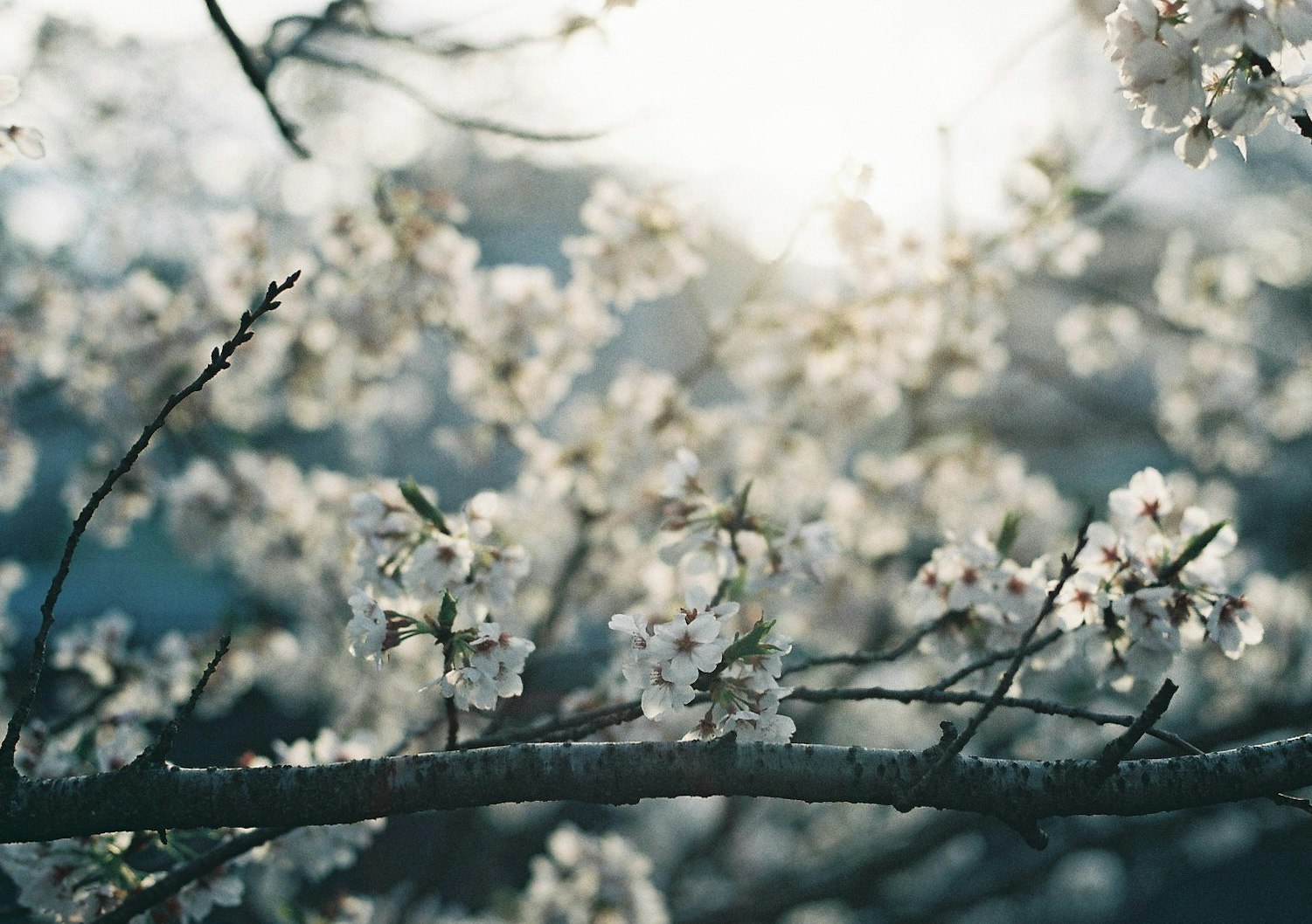 Branche de fleurs de cerisier avec des fleurs en arrière-plan de montagnes