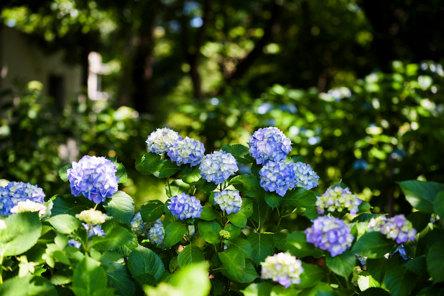 Fleurs d'hortensia en fleurs dans un jardin verdoyant