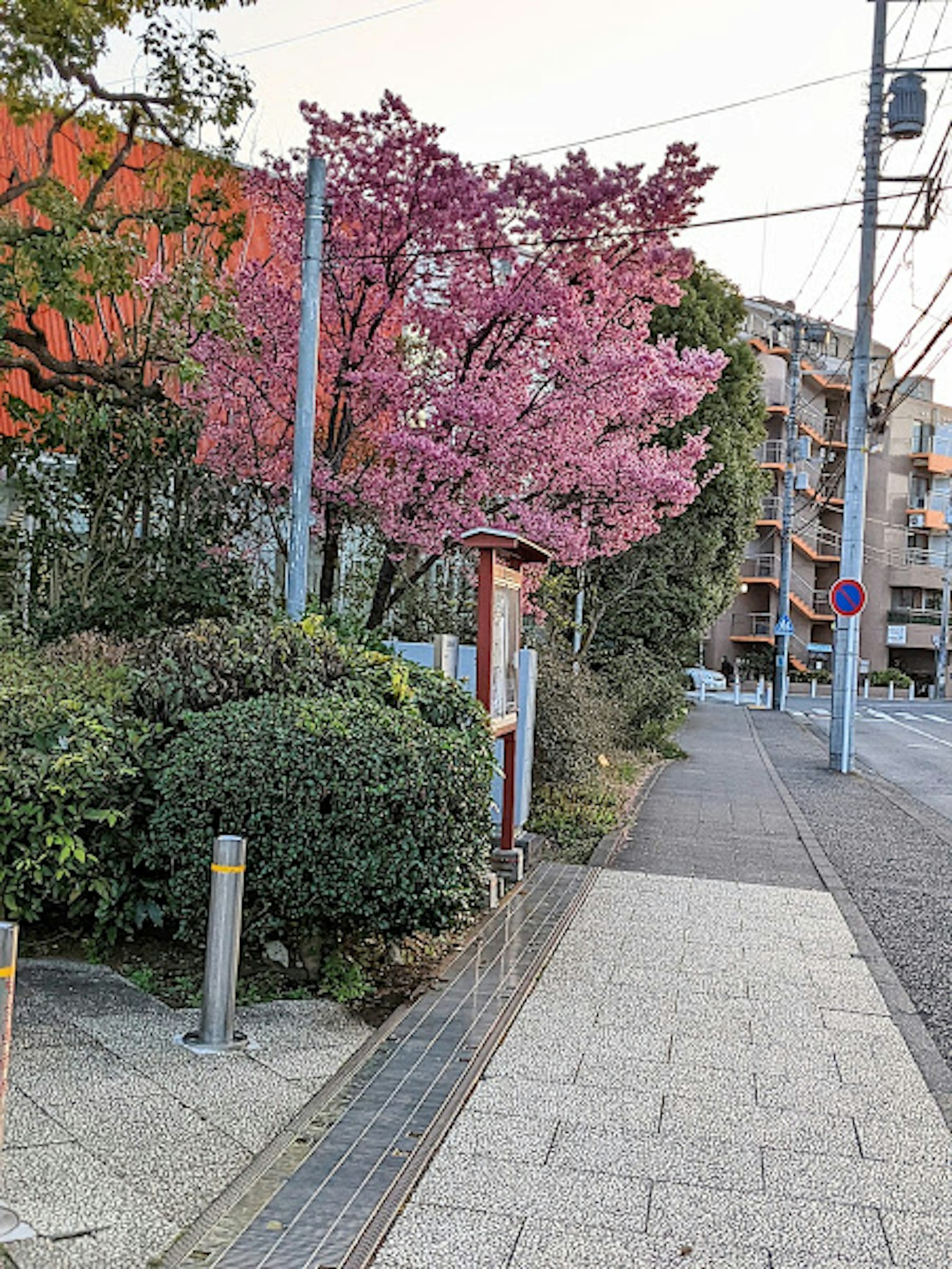 Weg mit einem blühenden Kirschbaum und üppigem Grün