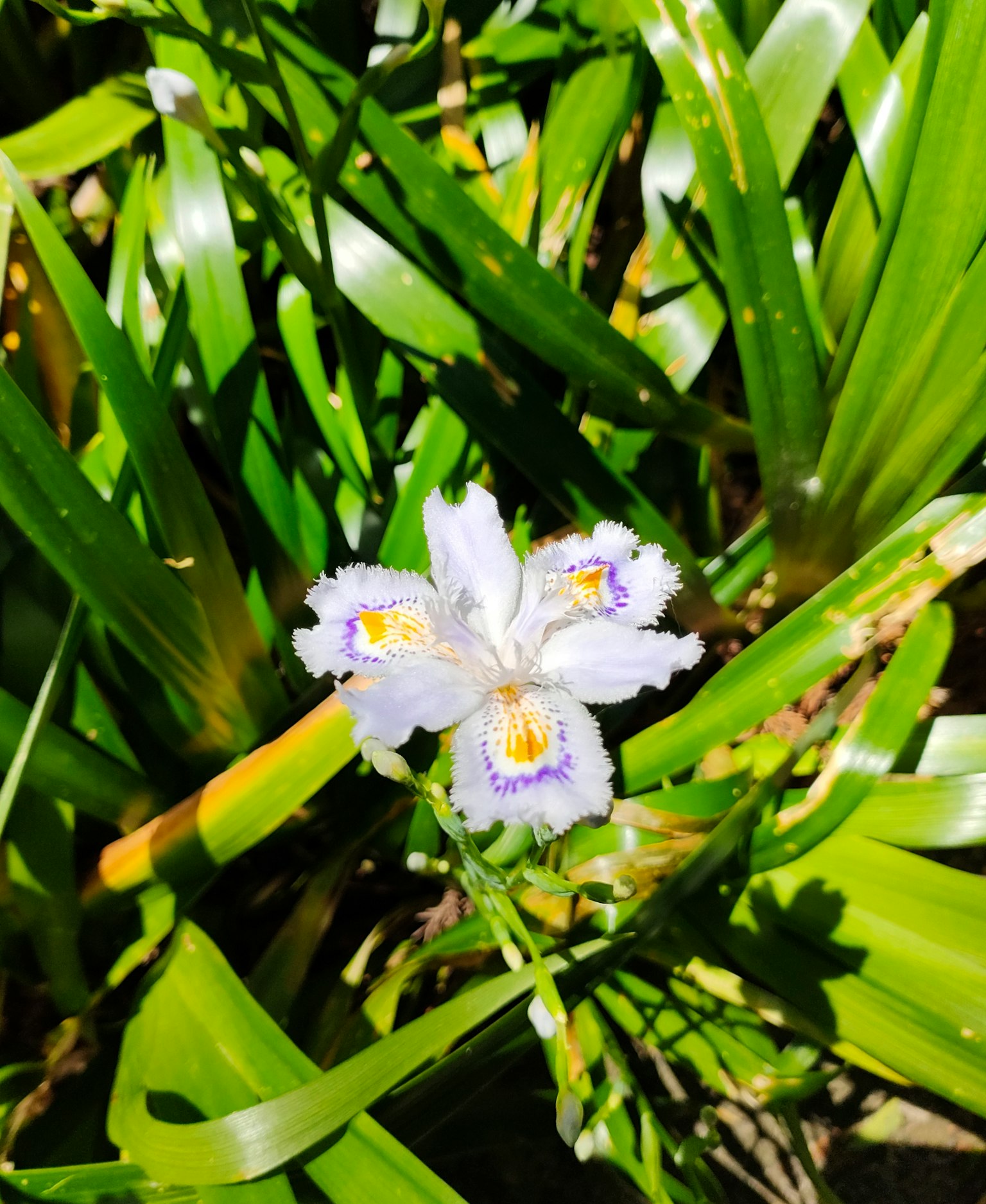 白色花朵与紫色花纹被绿色叶子环绕