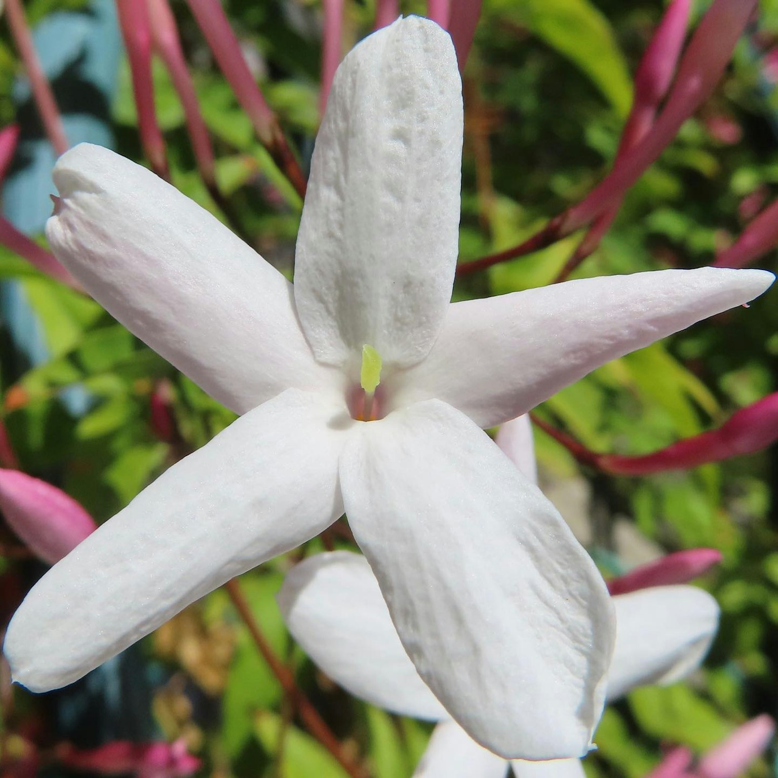 Una flor de jazmín blanca floreciendo contra un fondo verde