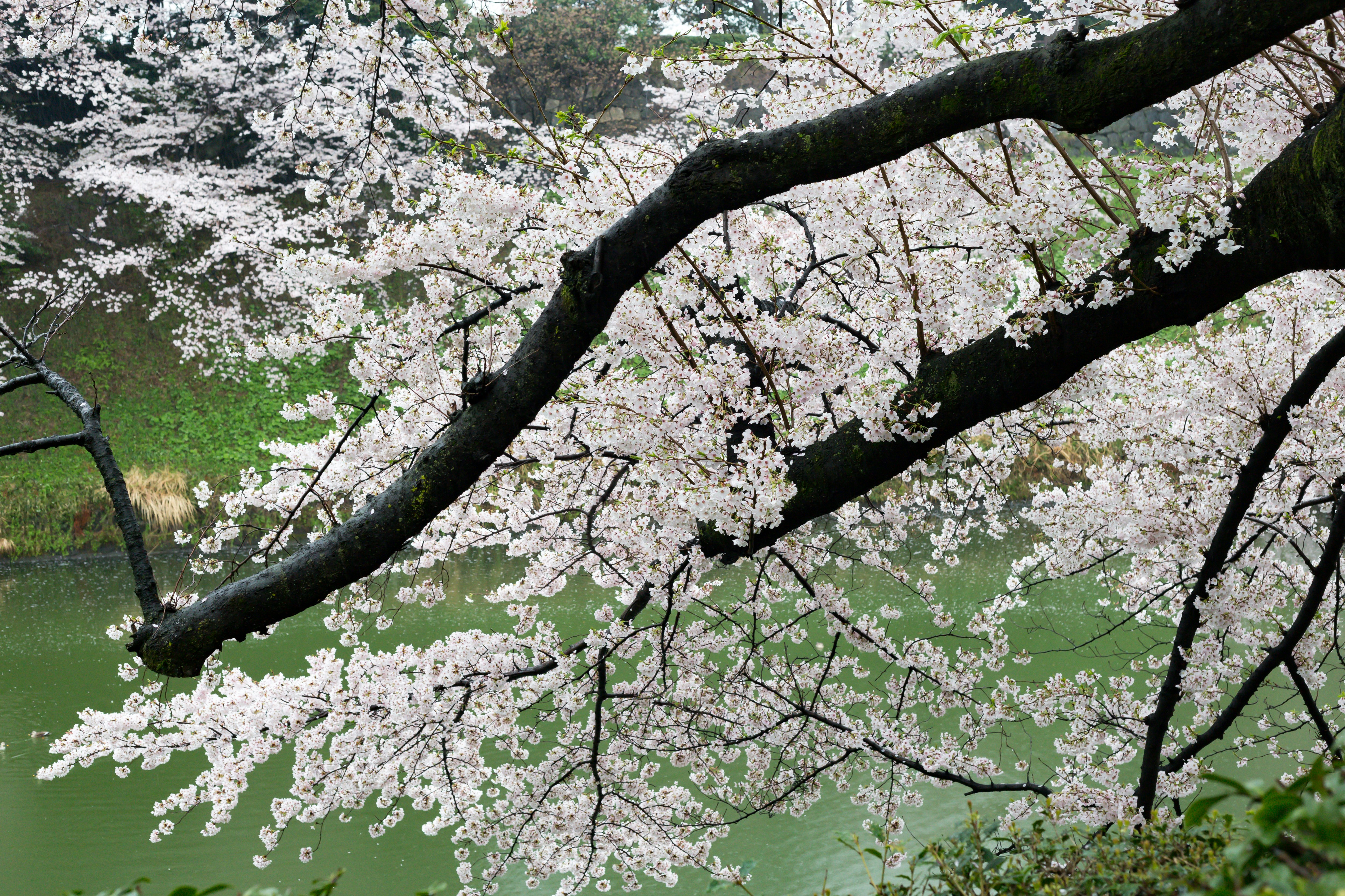 桜の花が咲く枝と緑の水面の景色
