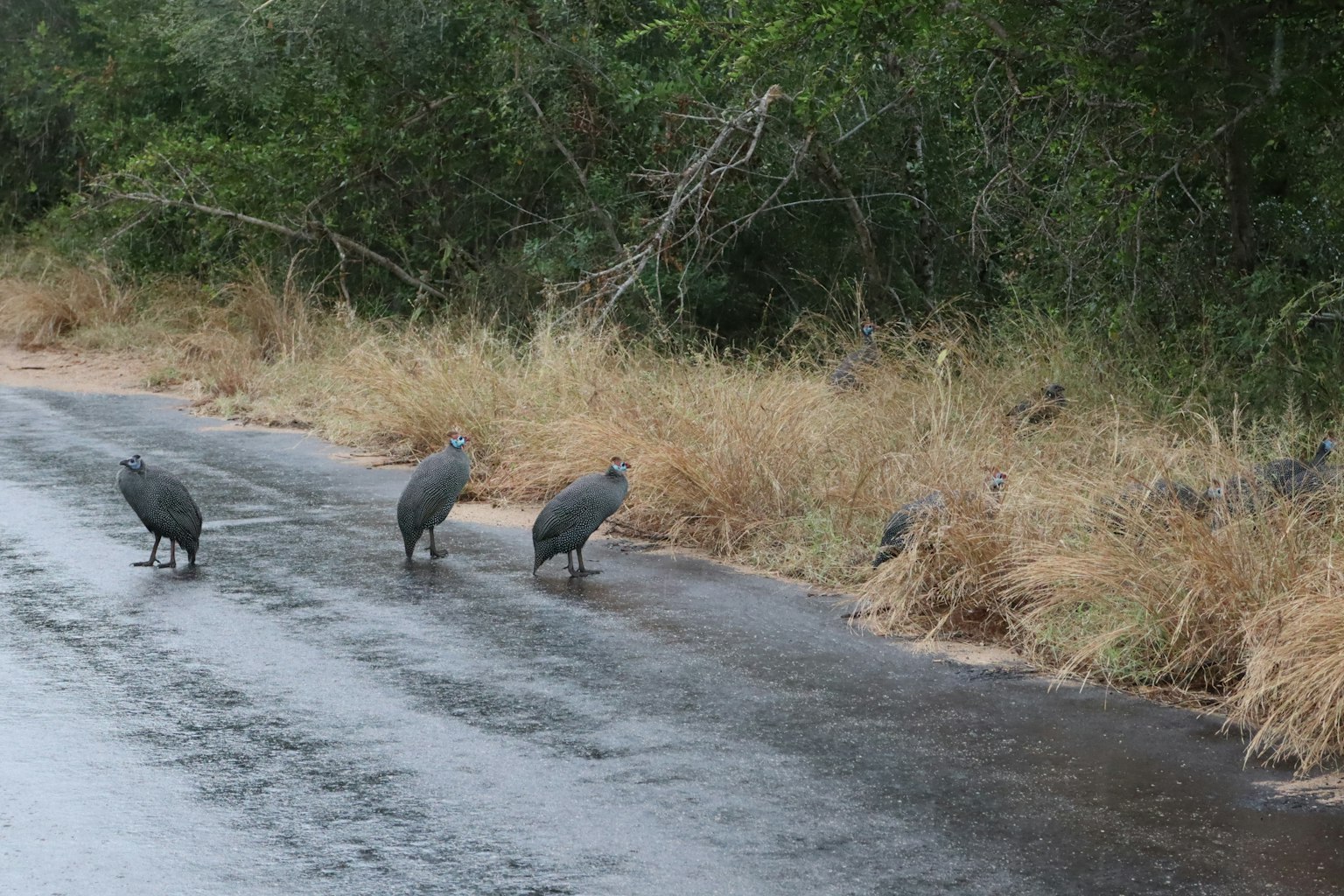 Three gray birds walking on a wet road surrounded by grass and trees