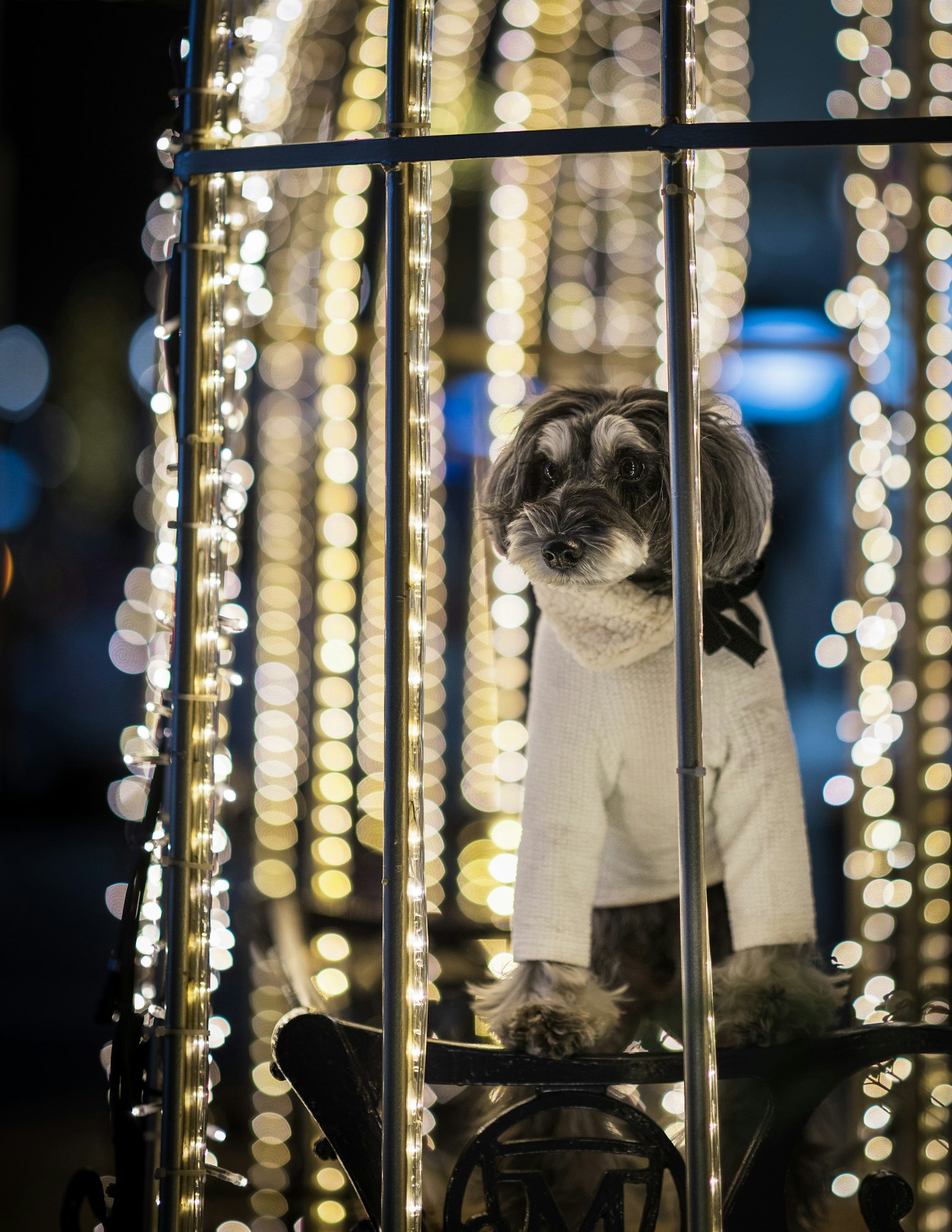 Un perro con un atuendo blanco está rodeado de luces de iluminación
