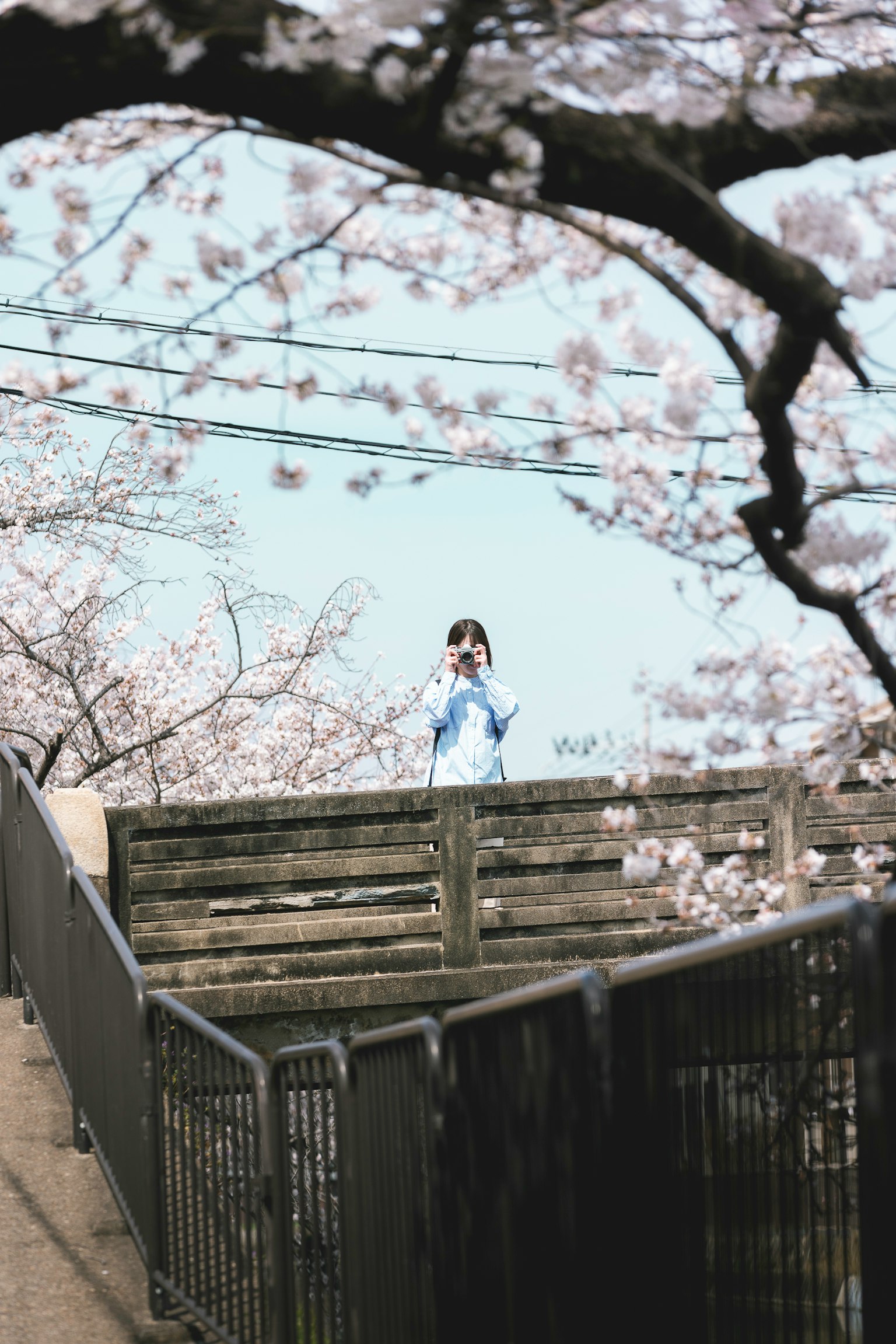 穿着蓝色衣服的女人站在樱花树下