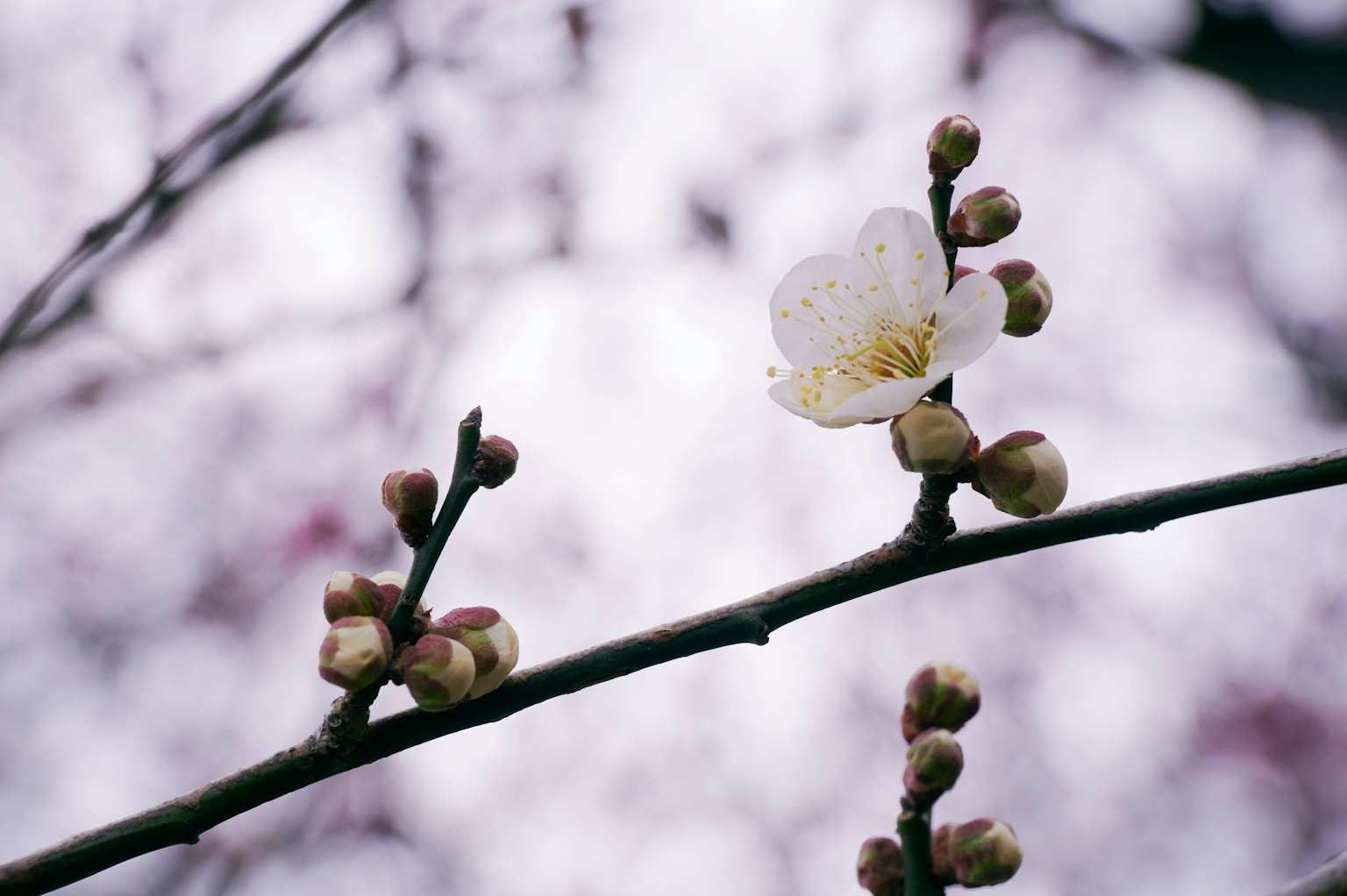 Zweig eines Pflaumenbaums mit weißer Blüte und Knospen