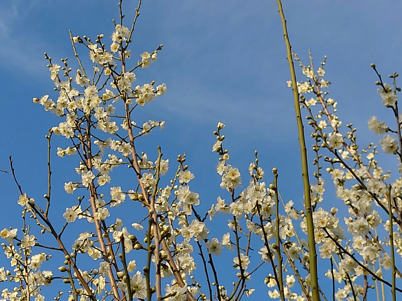 Rami di alberi in fiore bianchi contro un cielo blu