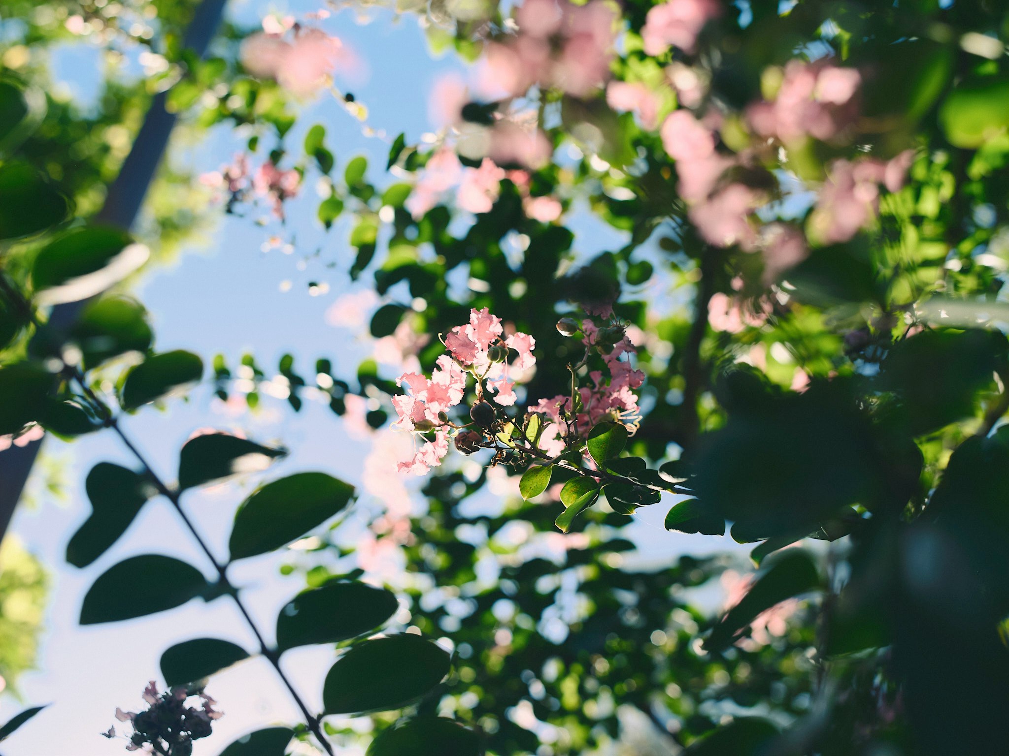 花の咲く木々の枝先と柔らかなボケの春の景色
