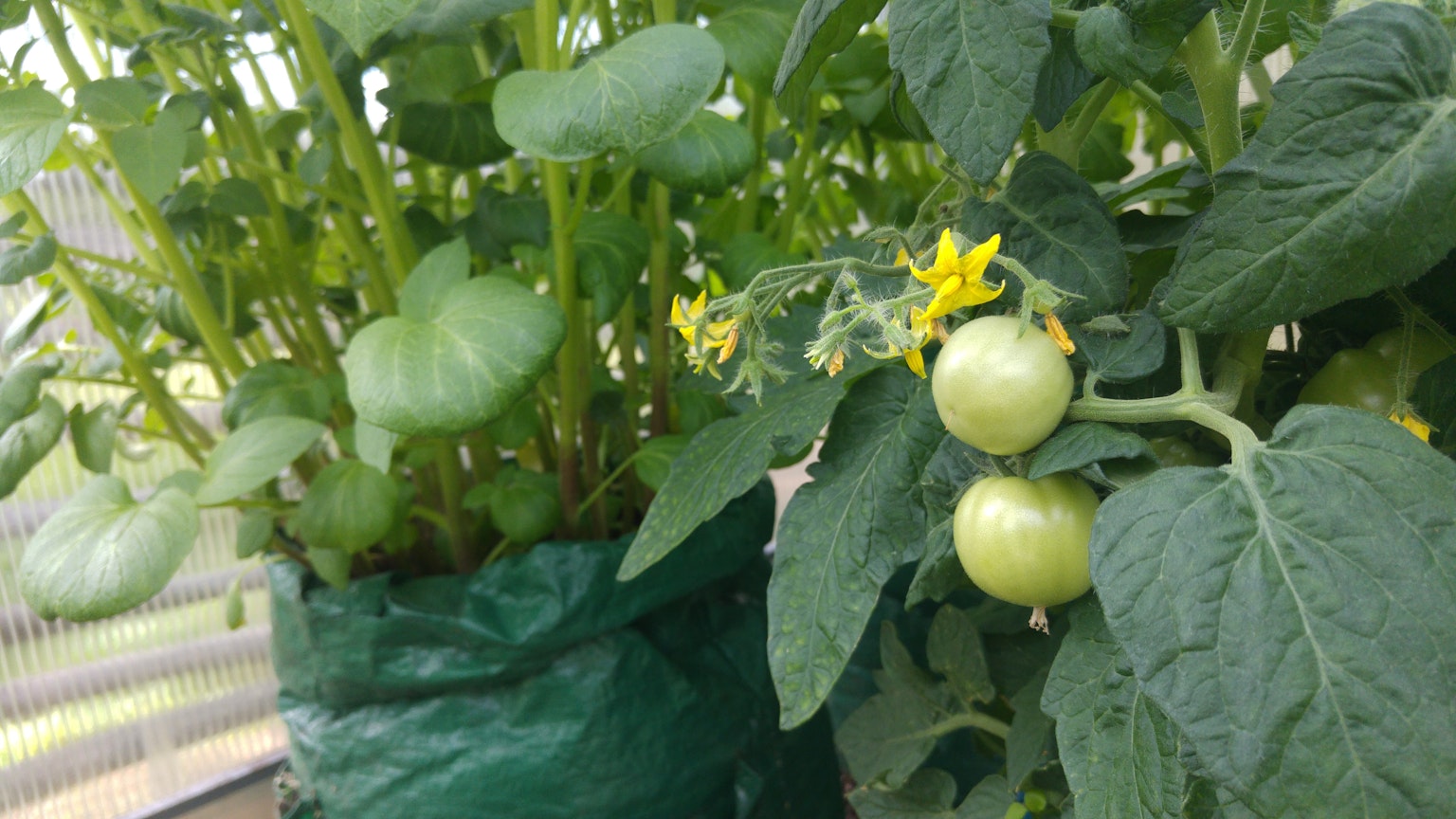 Pianta di pomodoro con foglie verdi e fiori gialli accanto a un vaso di crescione