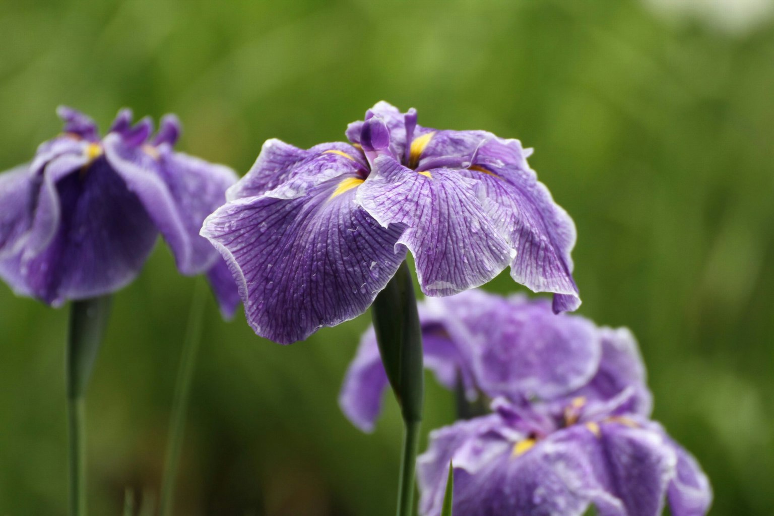 Fiori di iris viola vivaci in fiore