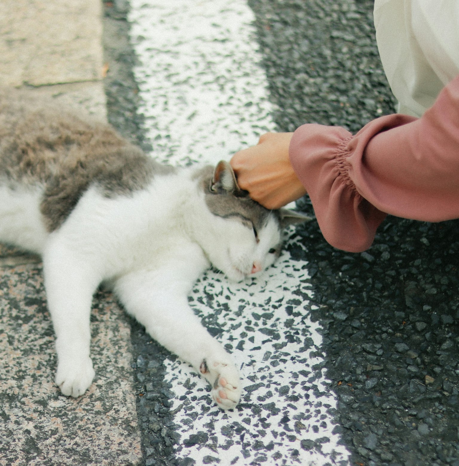 在路上被抚摸的猫