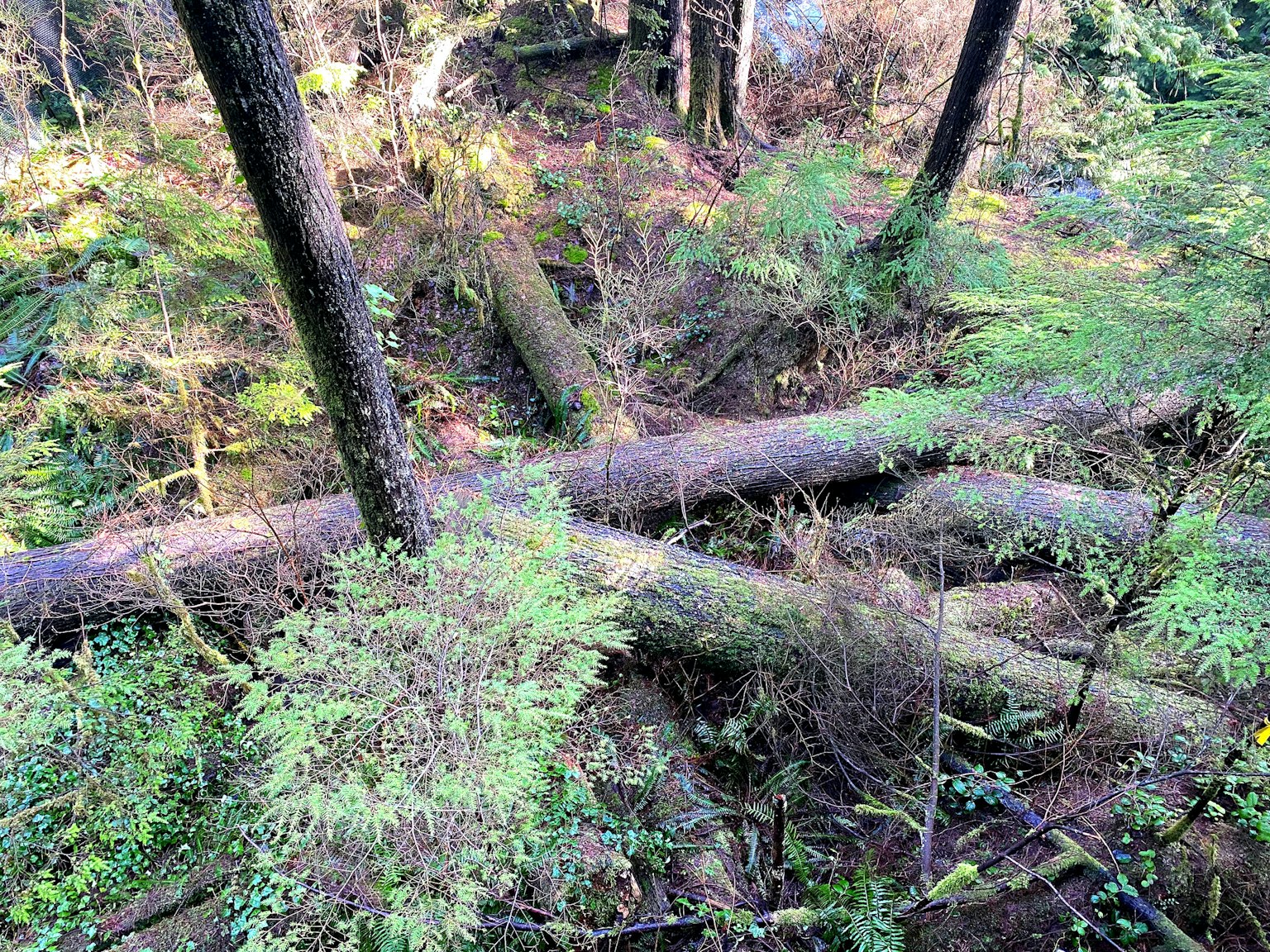 Escena de bosque con abundante vegetación y árboles caídos
