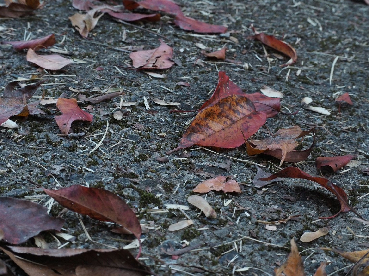 散落在地面的紅葉和小樹枝