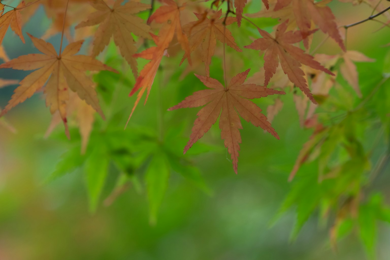 Foglie di acero colorate con un mix di verde e rosso sullo sfondo