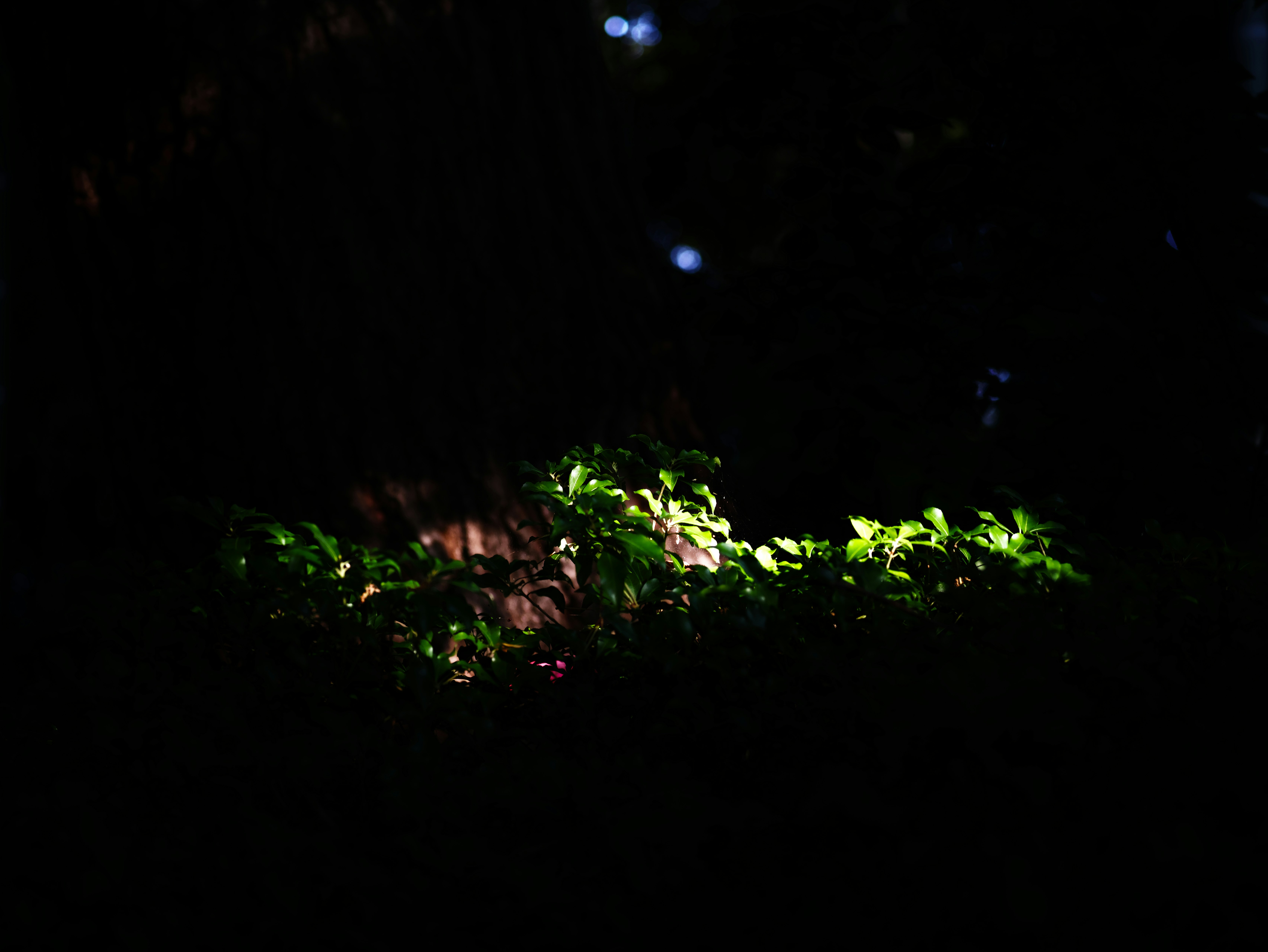 夜の暗がりに浮かぶ緑の植物の小さな群れ