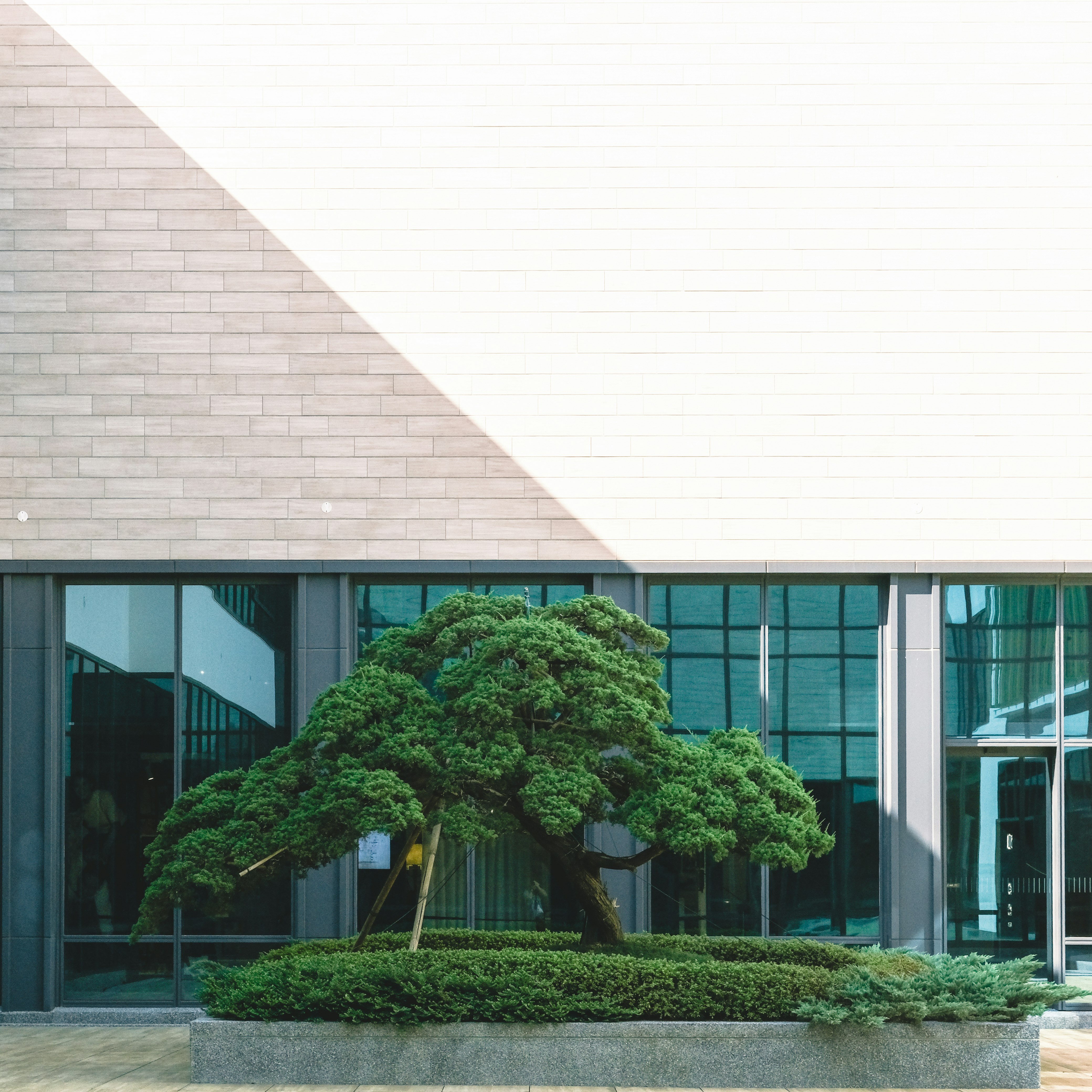 large green tree and low hedges in a courtyard in front of a glass building