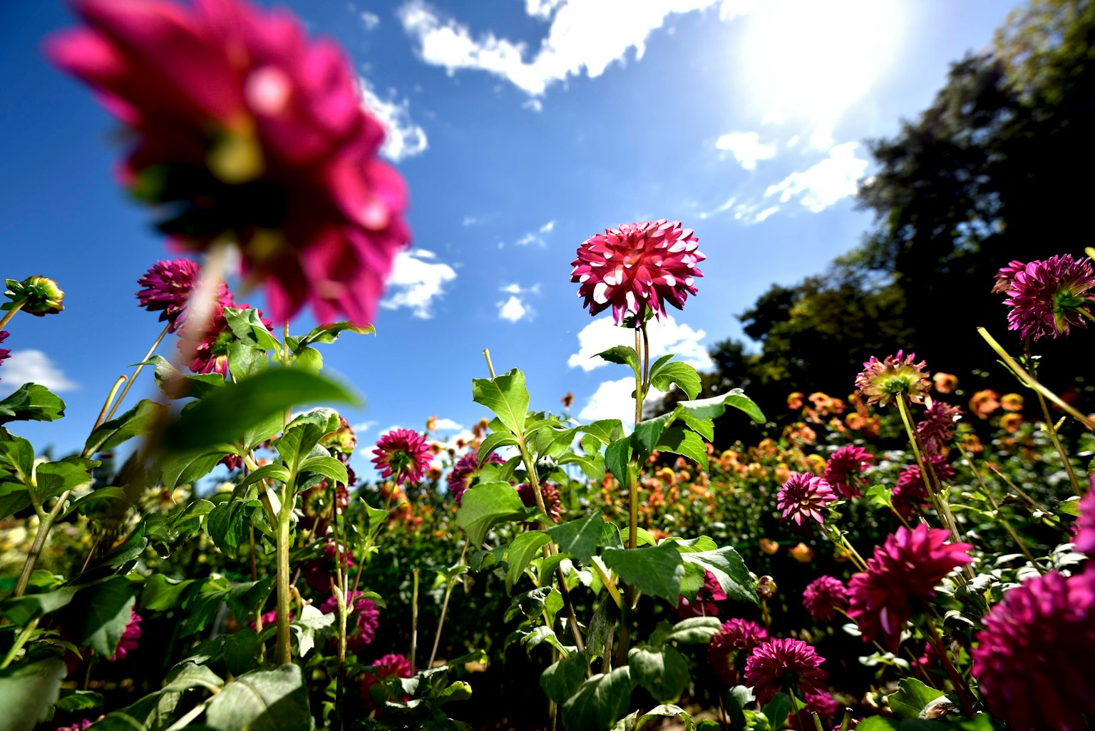 Primer plano de flores coloridas floreciendo bajo un cielo azul