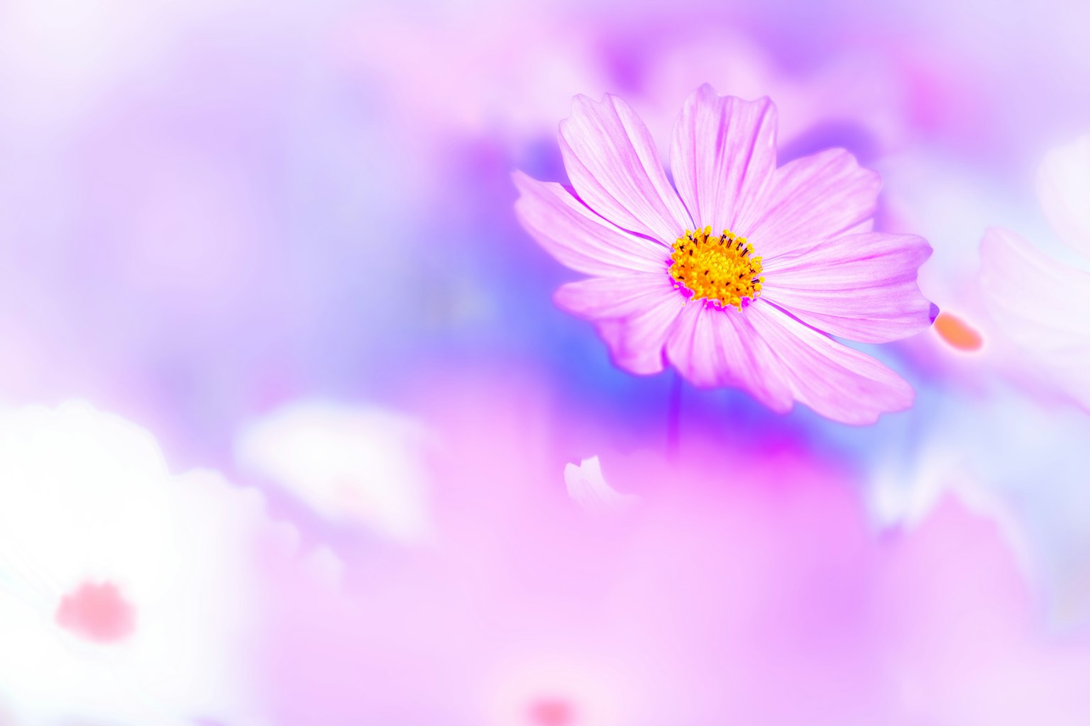 Primo piano di un fiore rosa su uno sfondo viola morbido
