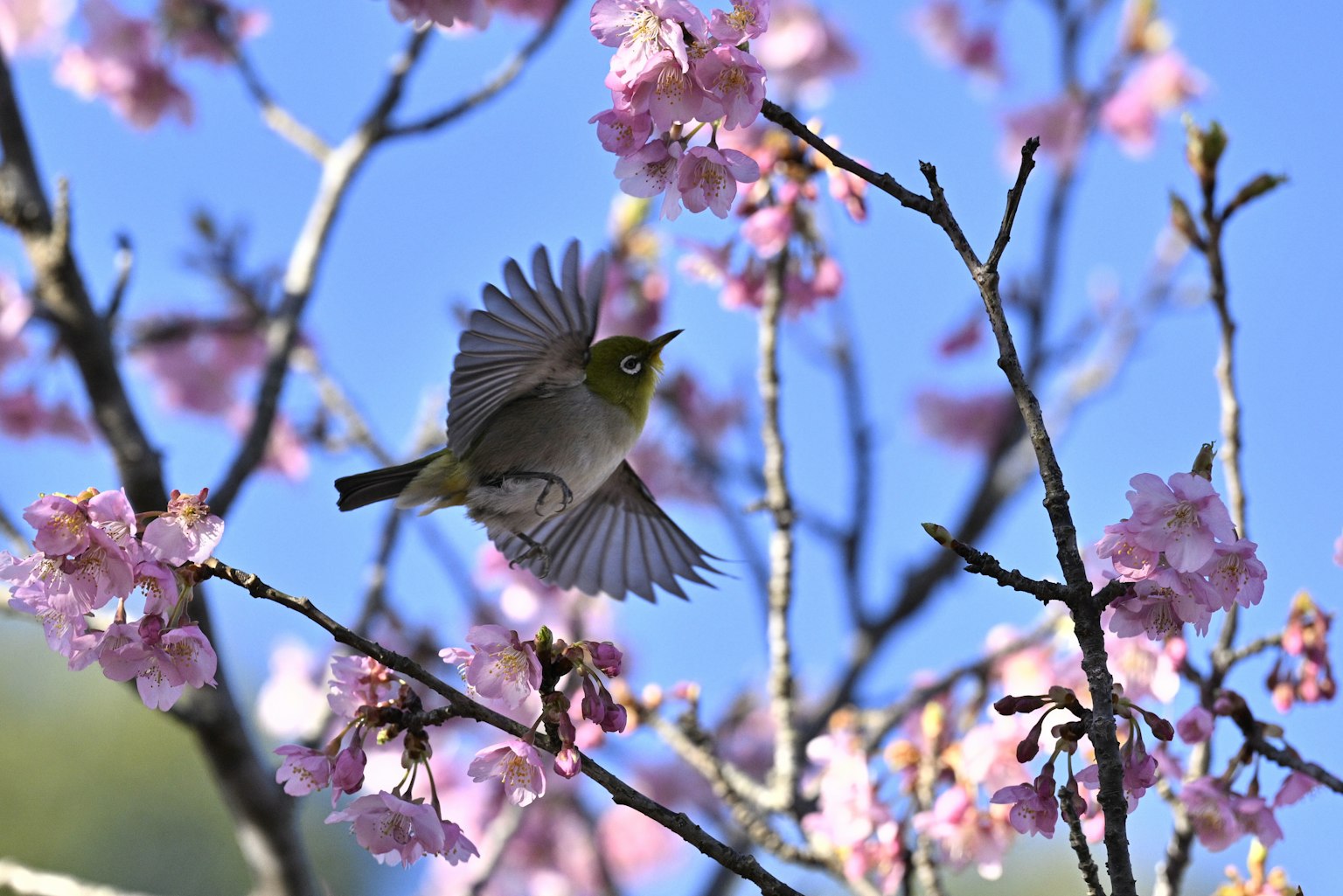 Burung kecil terbang di antara bunga sakura di bawah langit biru