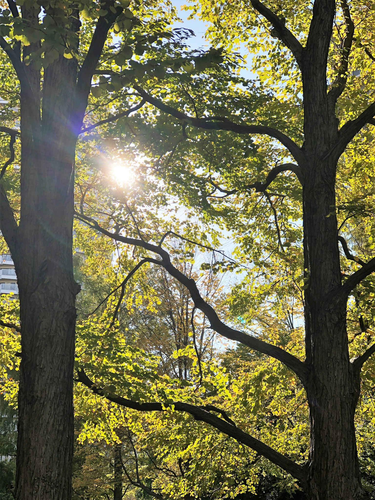 Zwei Bäume mit grünen Blättern und Sonnenlicht, das durch ihre Äste fällt