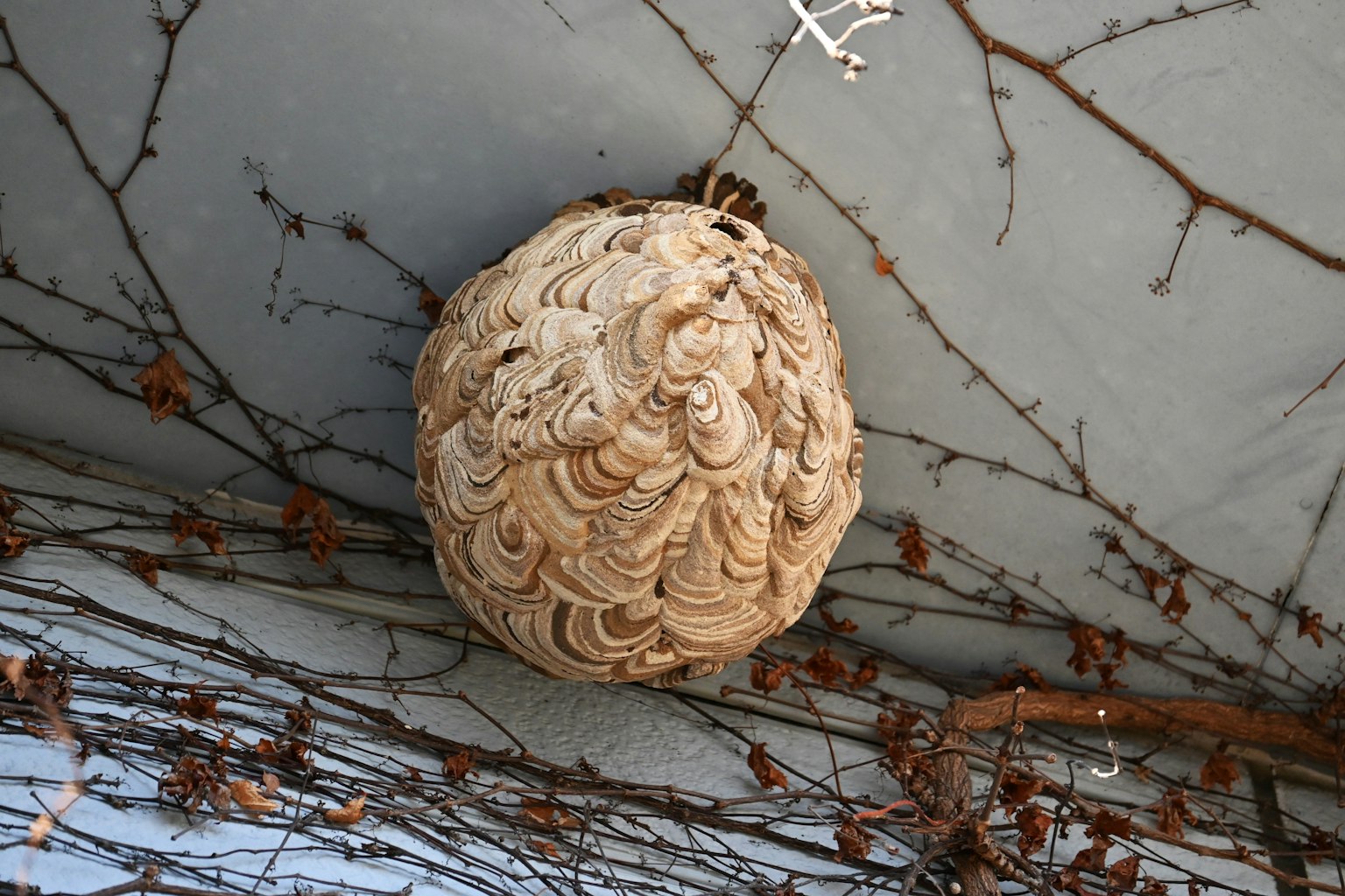 Detailed image of a wasp nest hanging under a roof