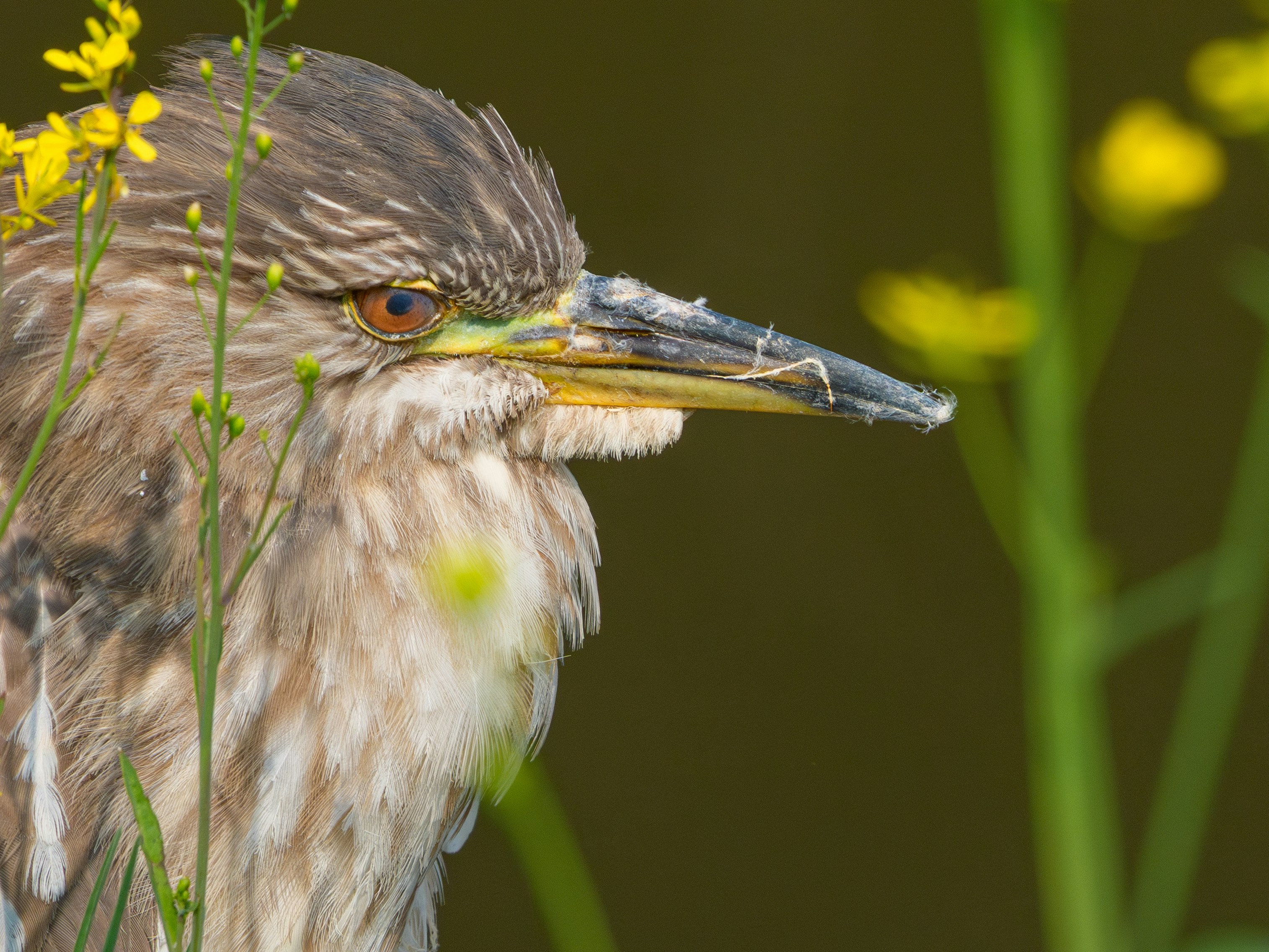 草の間にとまる鳥の横顔