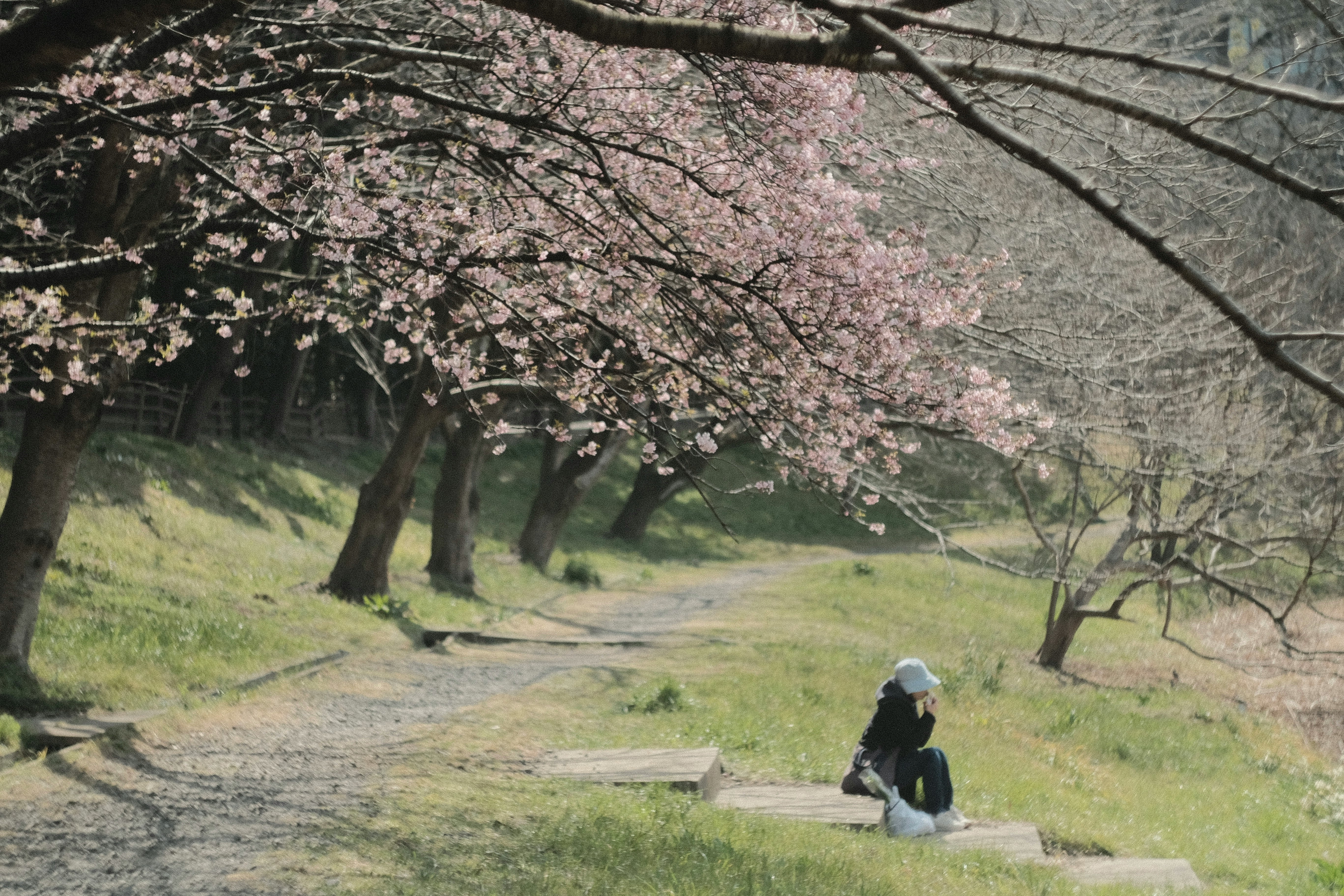桜の並木と芝生の公園でベンチに座る人物