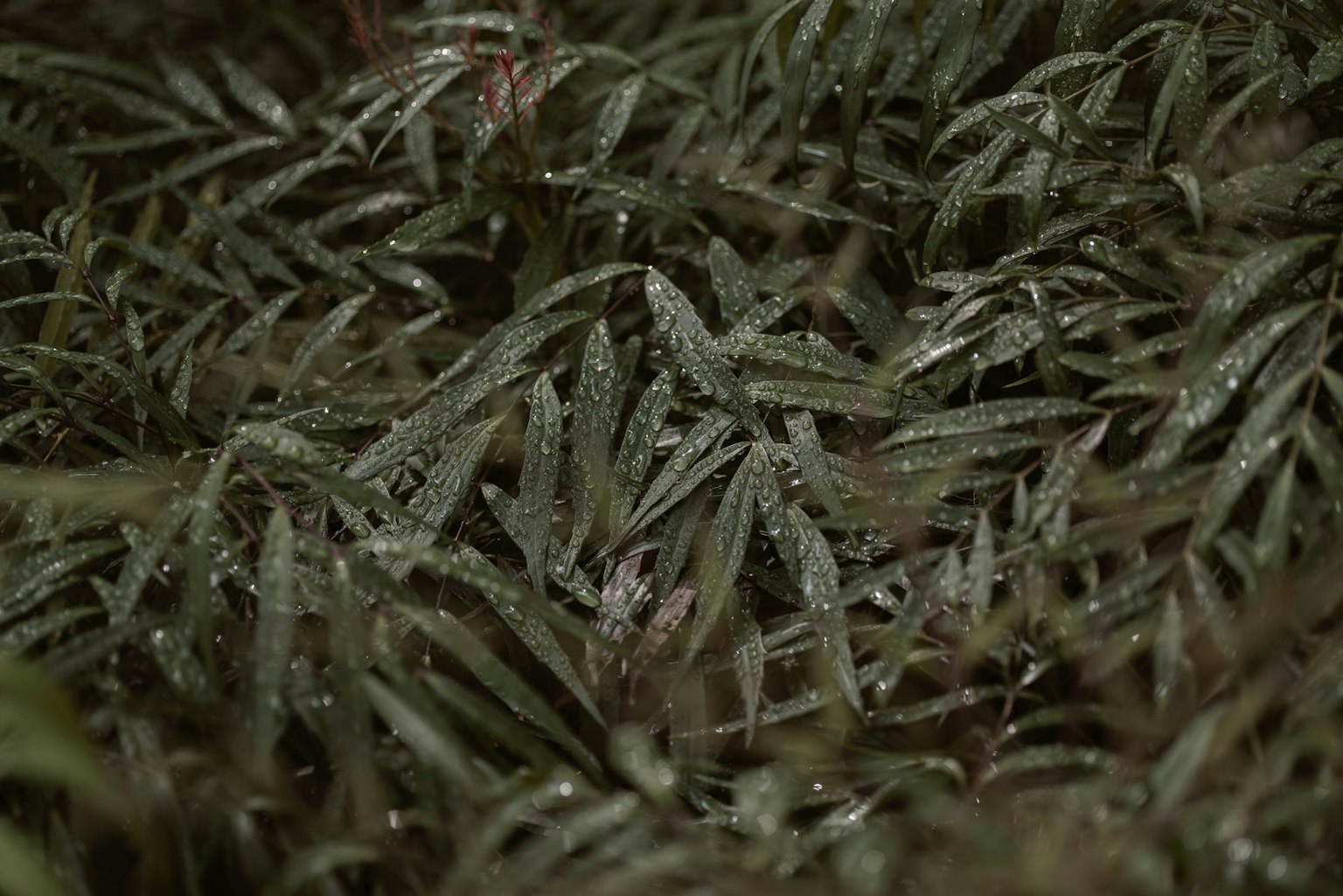 深色背景上的重疊綠葉