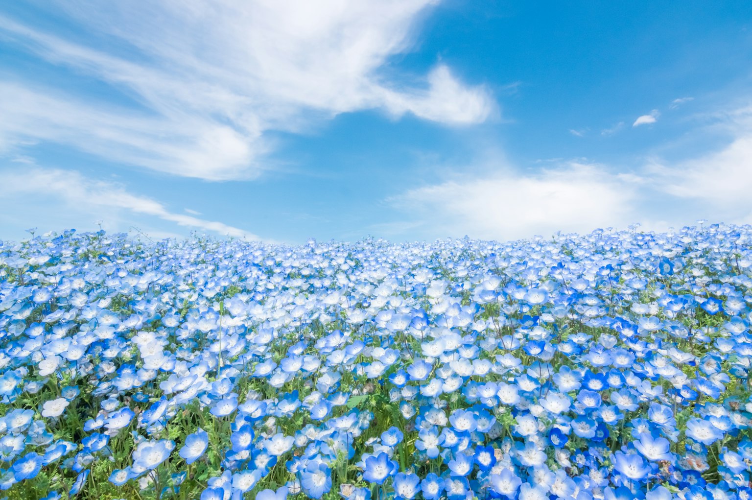 Weites Feld blauer Blumen unter einem strahlend blauen Himmel