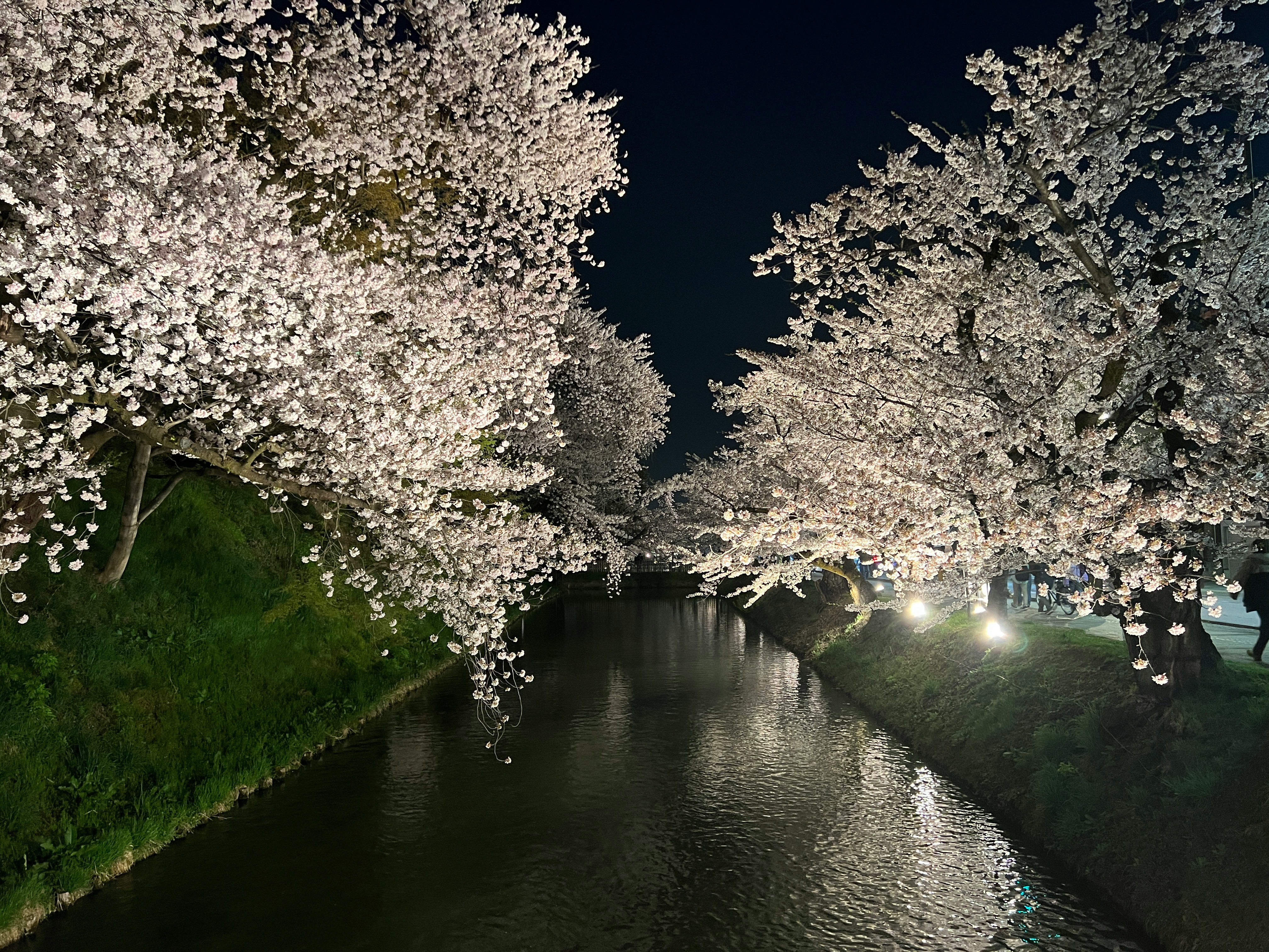 夜の桜並木と川沿いの水面に灯りが映る景色