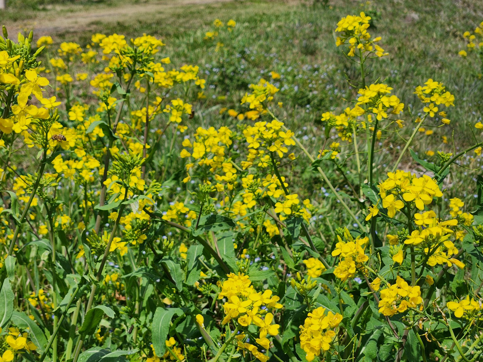 A field of vibrant yellow flowers in bloom