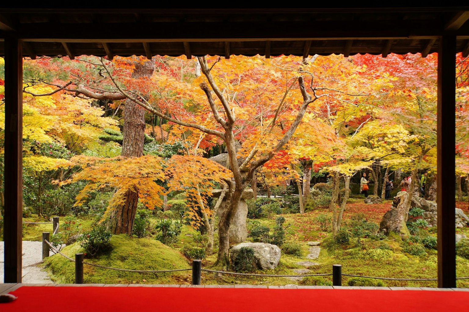 Vue pittoresque d'un beau jardin d'automne avec un feuillage vibrant vu d'un intérieur avec un tapis rouge