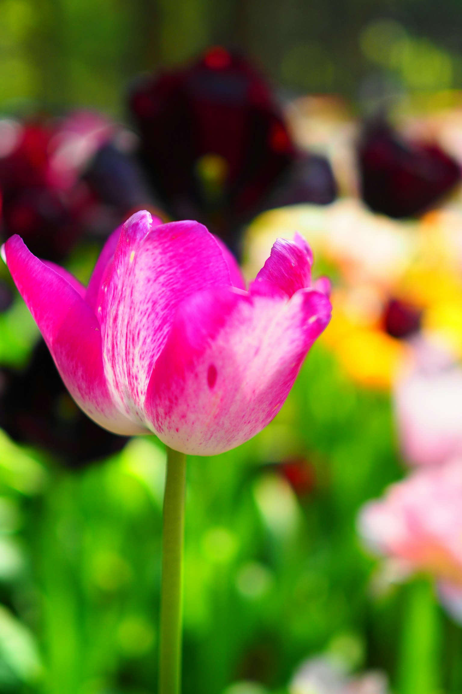 Tulipano rosa e bianco vibrante si staglia su uno sfondo verde