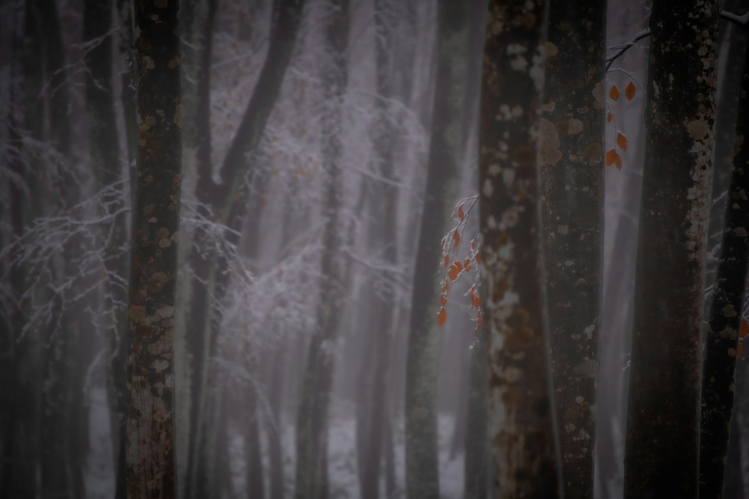 Arbres dans une forêt brumeuse avec des feuilles d'automne