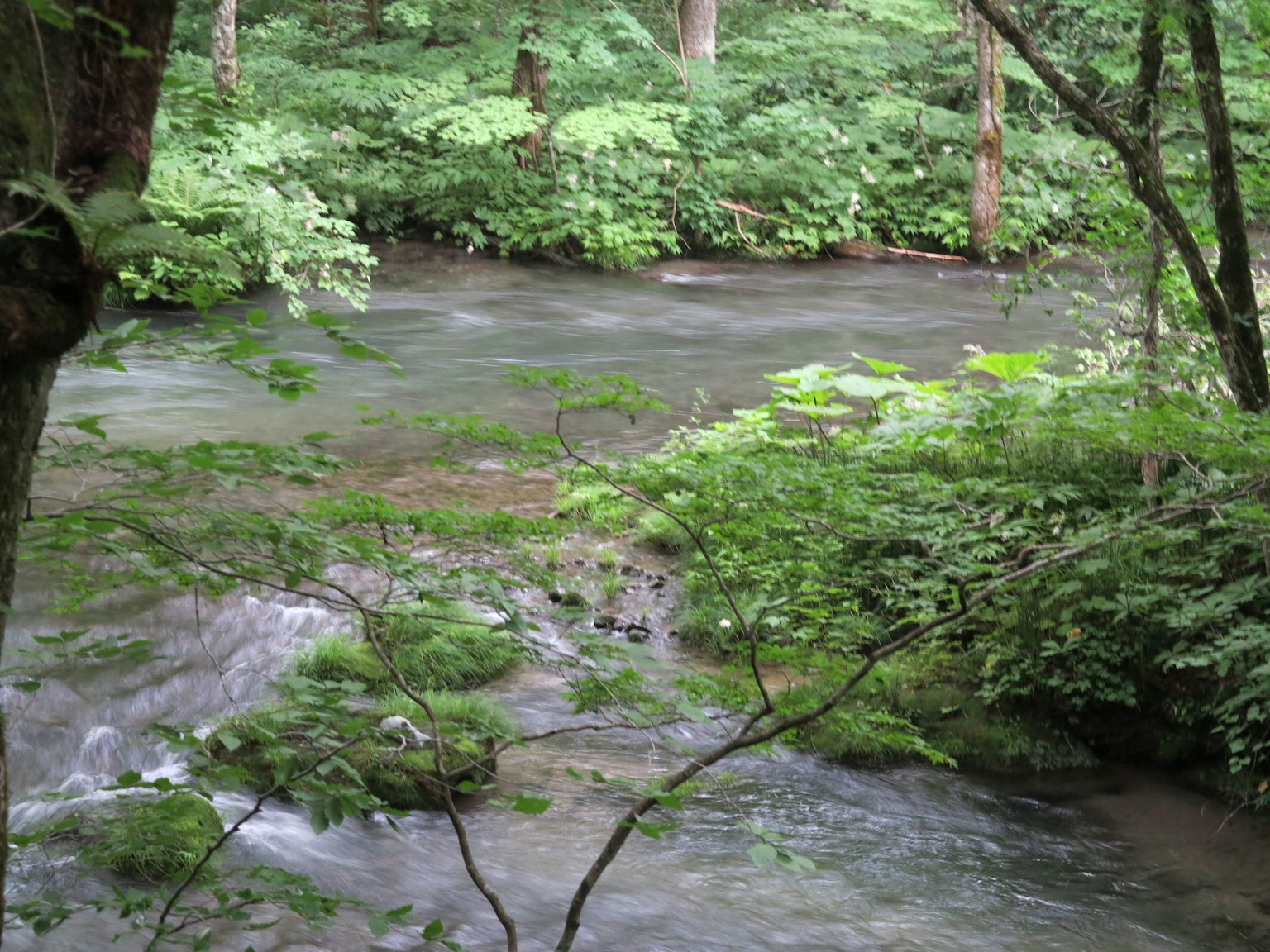郁郁葱葱的森林中流淌的清澈溪流的风景
