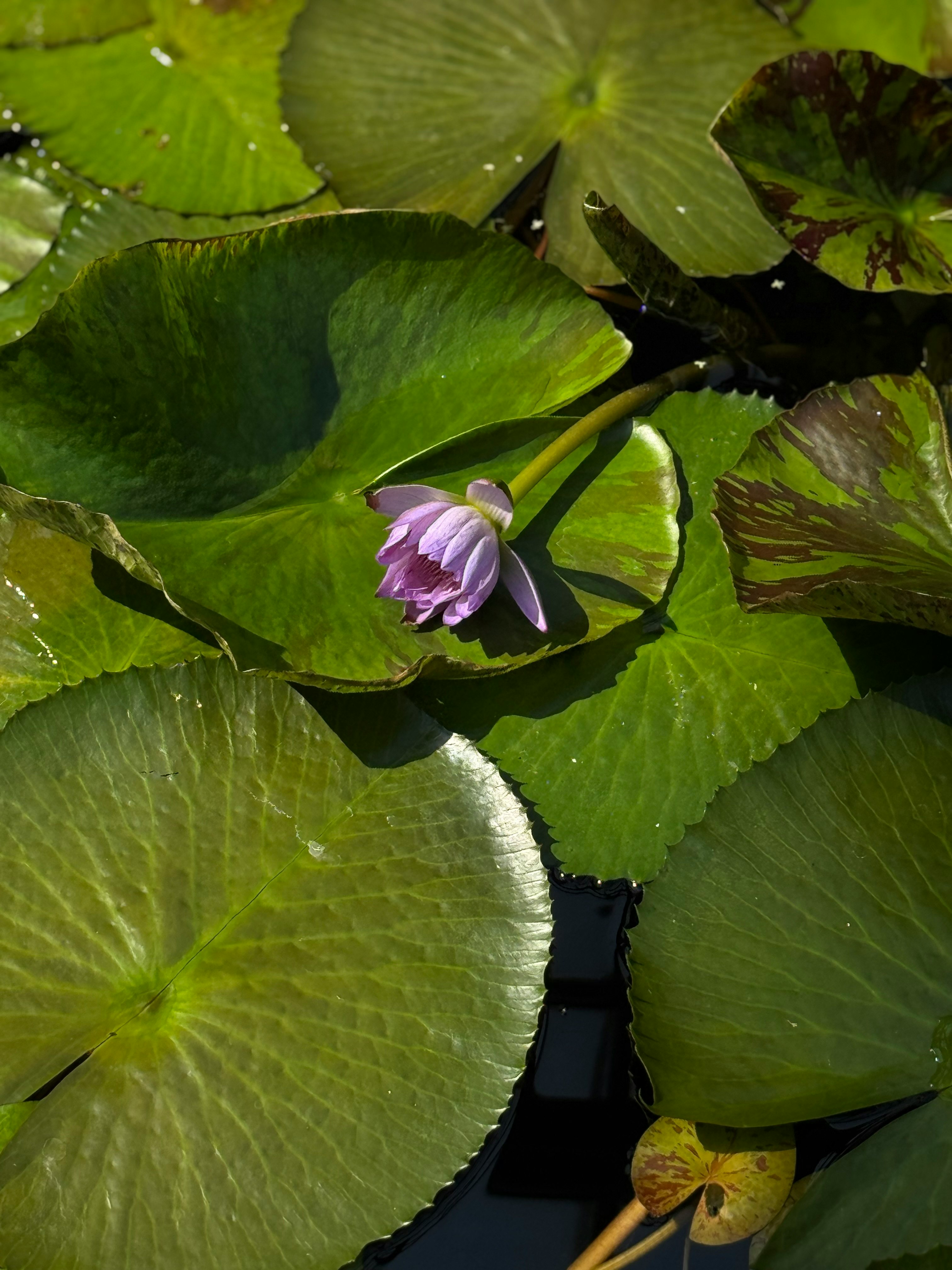 Fiore di ninfea viola su foglie di ninfea