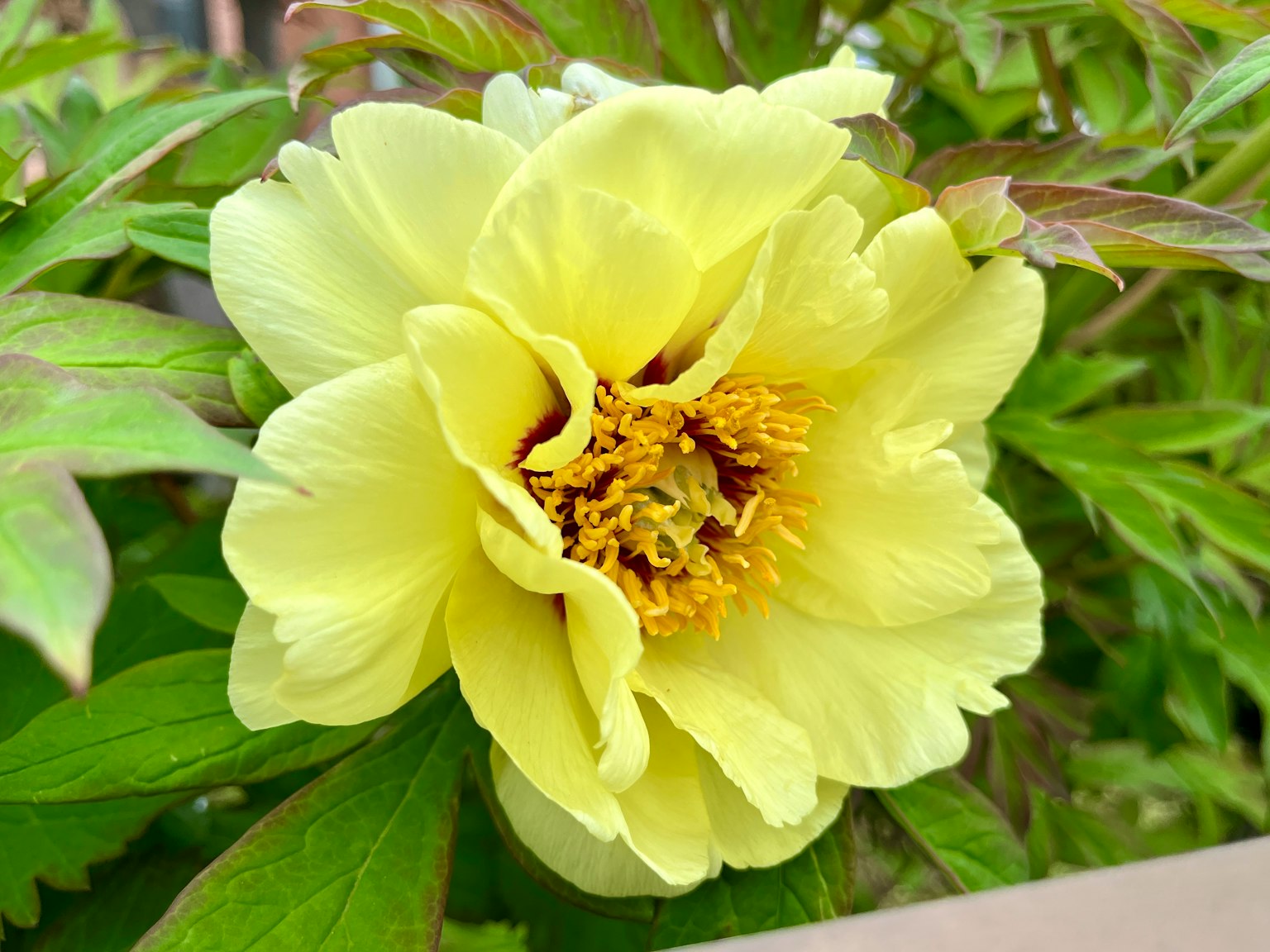 Nahaufnahme einer blühenden gelben Blume umgeben von grünen Blättern