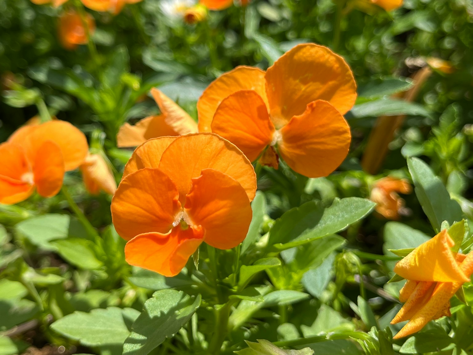 Gros plan de fleurs orange épanouies parmi un feuillage vert